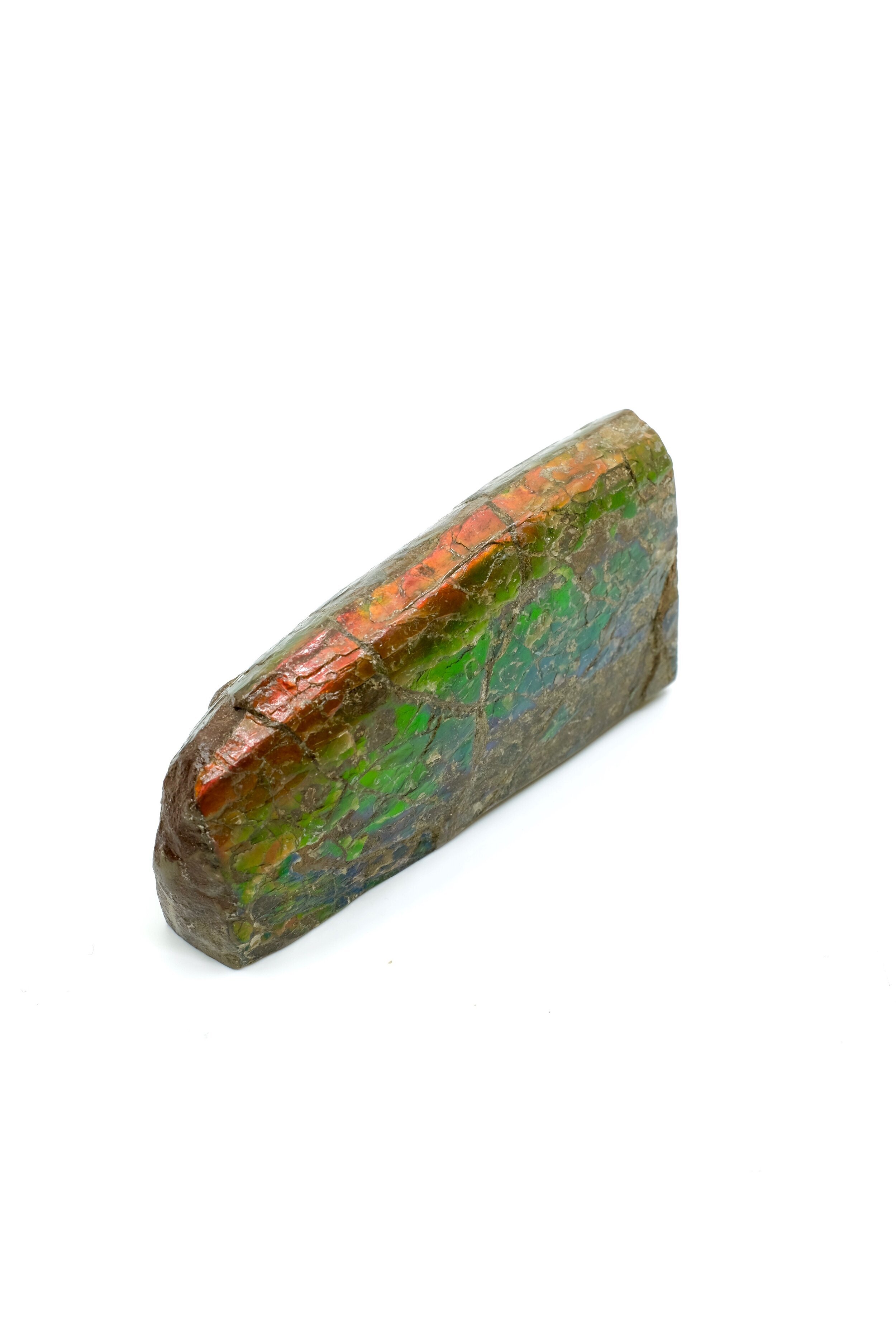 Rough Ammolite Fossil Pieces