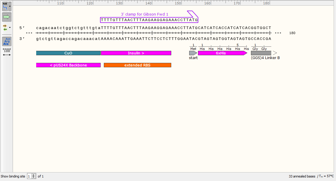 Gibson Assembly Primer Design & Protocol — NeoSynBio