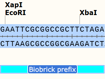 Gblock Design - Basic Design Theory for Complex Genetic Parts — NeoSynBio