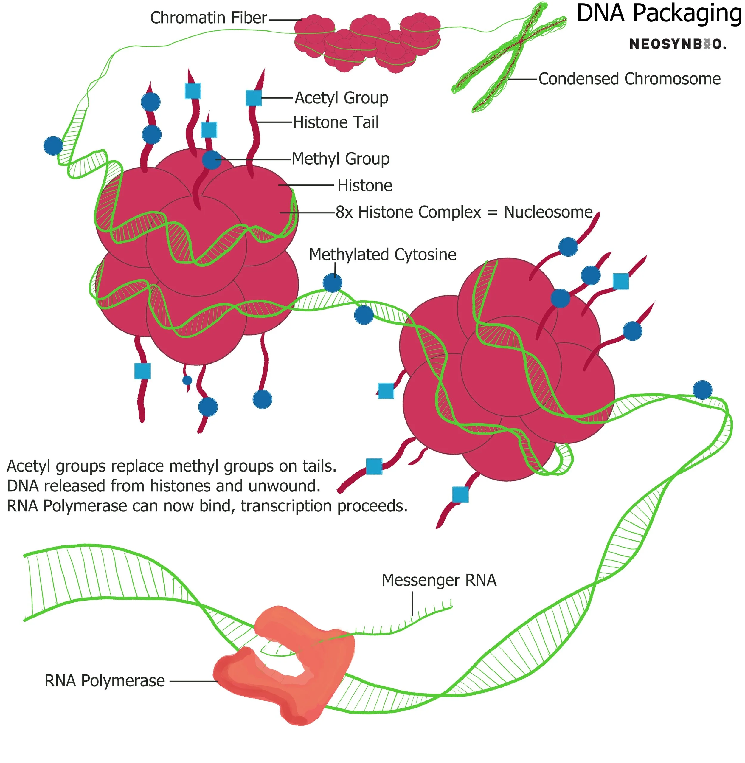 dna101 everything you need to know