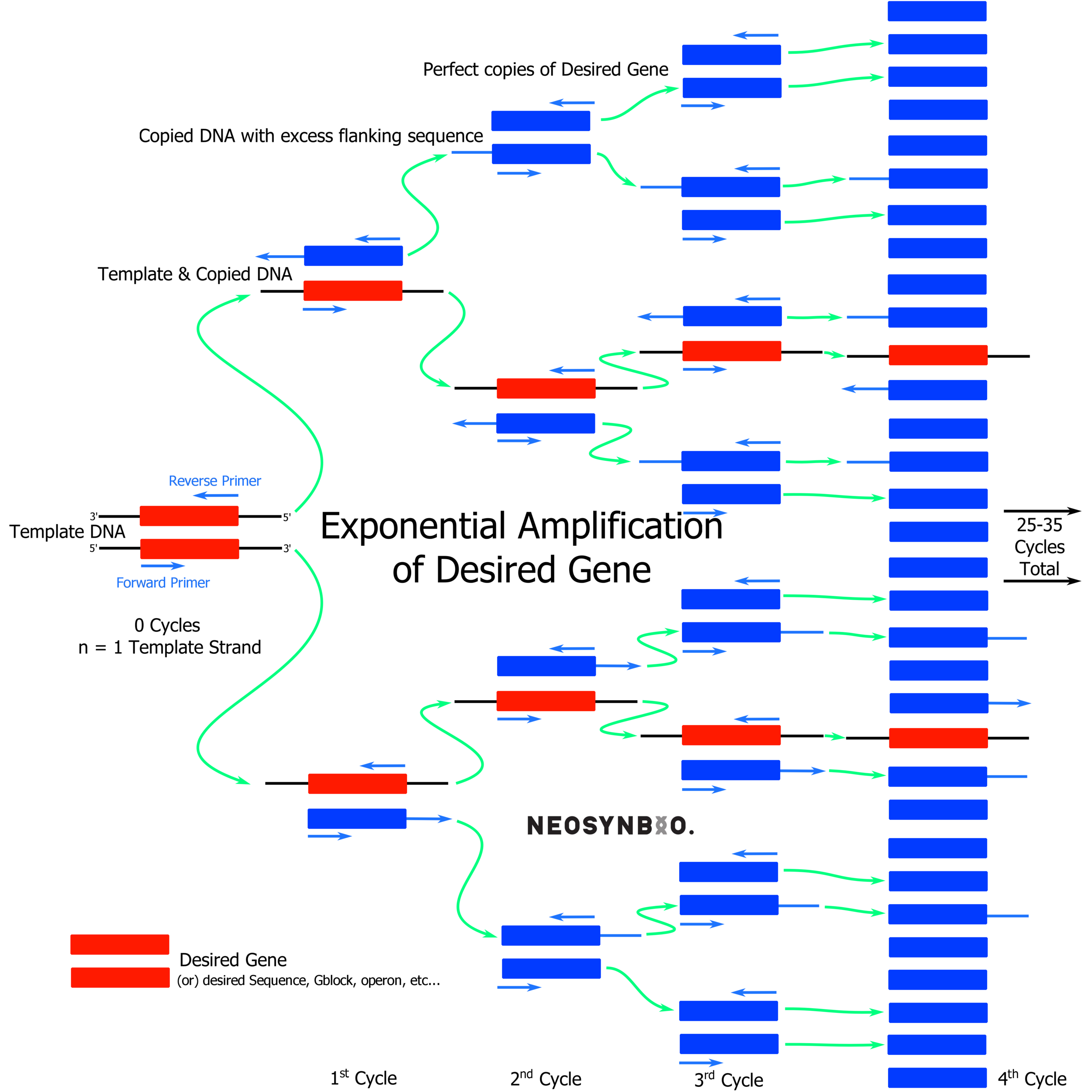 polymerase chain reaction neosynbio