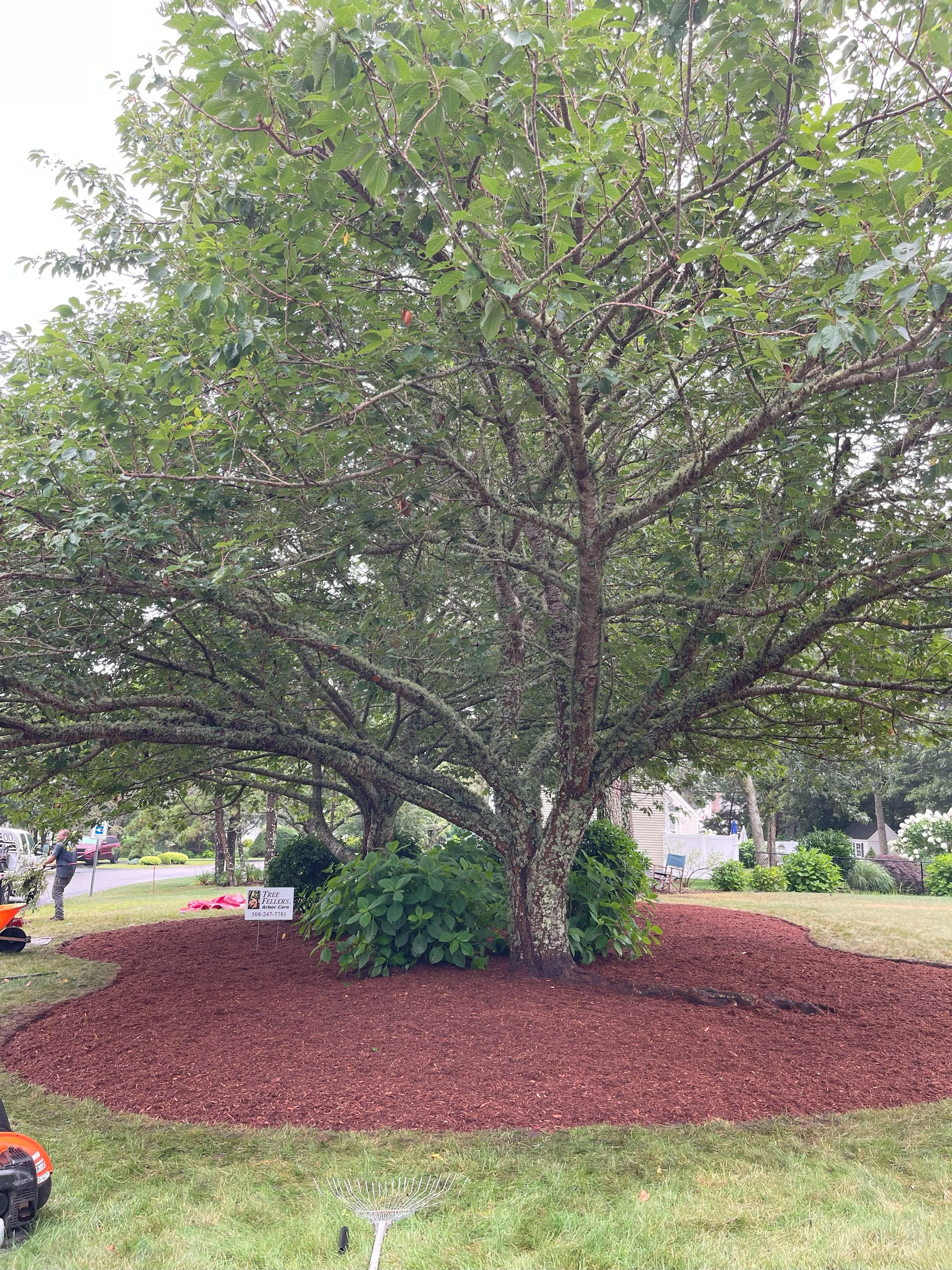 Kwanzan Cherry Preservation