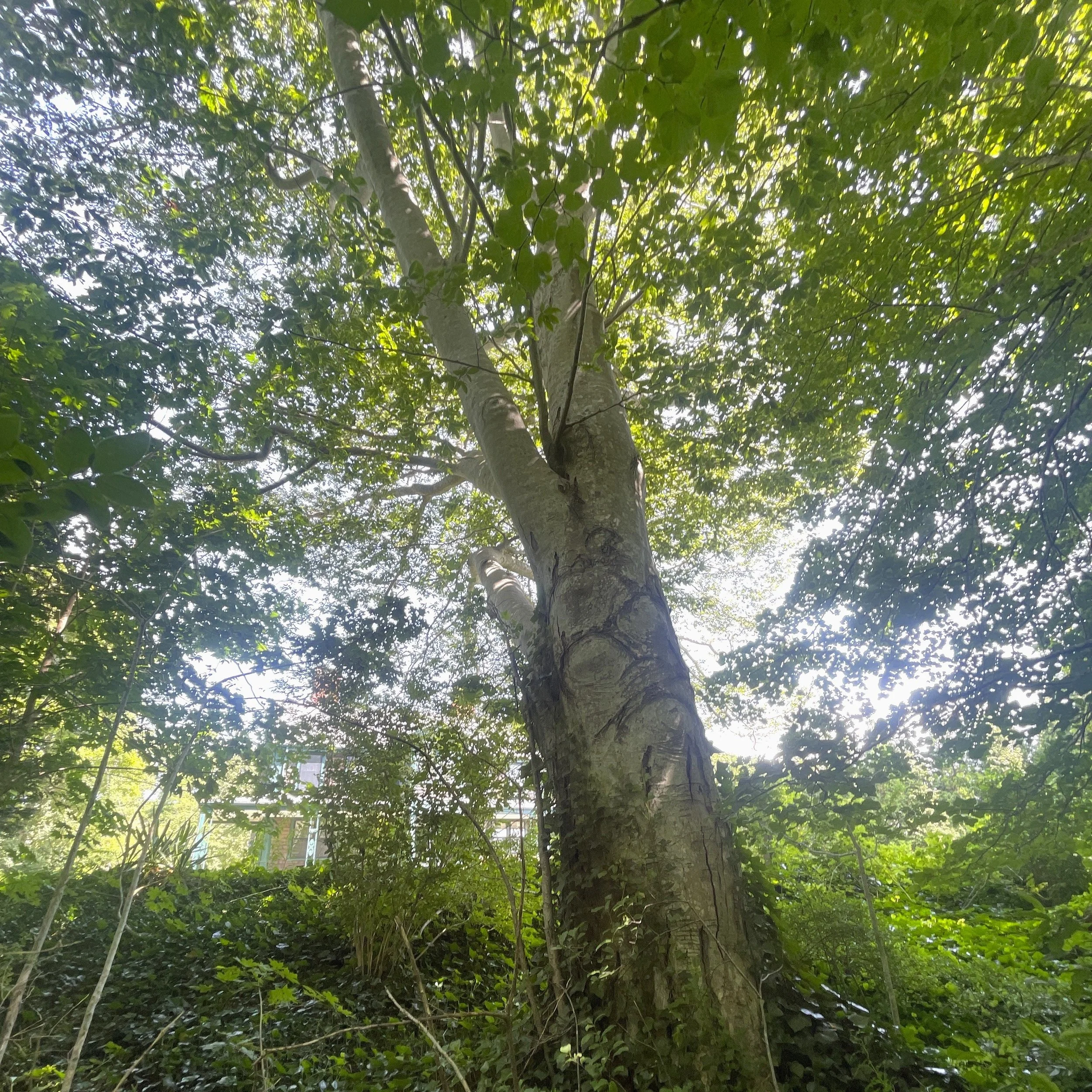 Cotuit Beech Tree Fert 2_color_cropsq.JPG