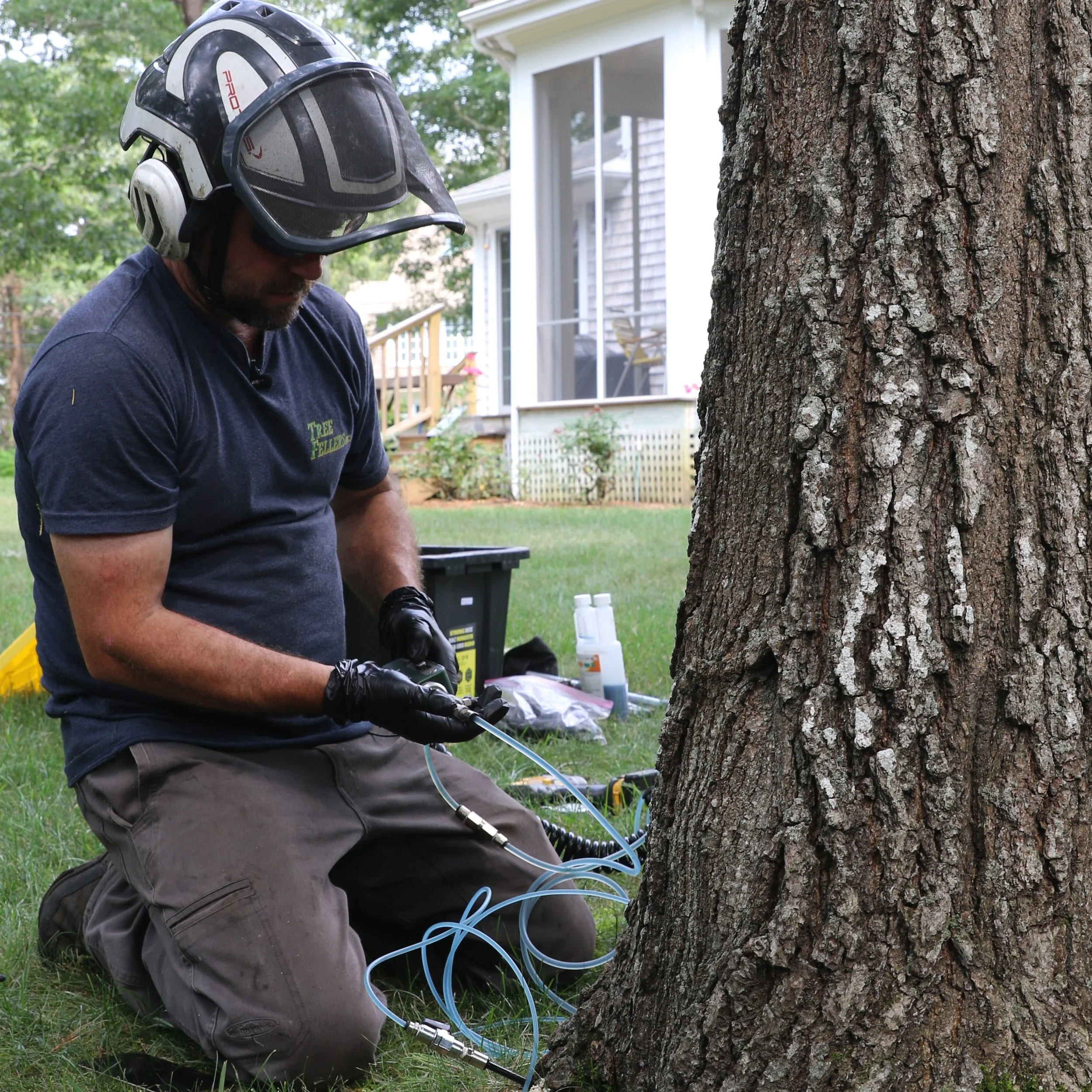 Trunk Injection_Gall Wasp and Leaf Chewing Caterpillar_rsz_crp-sq.JPG