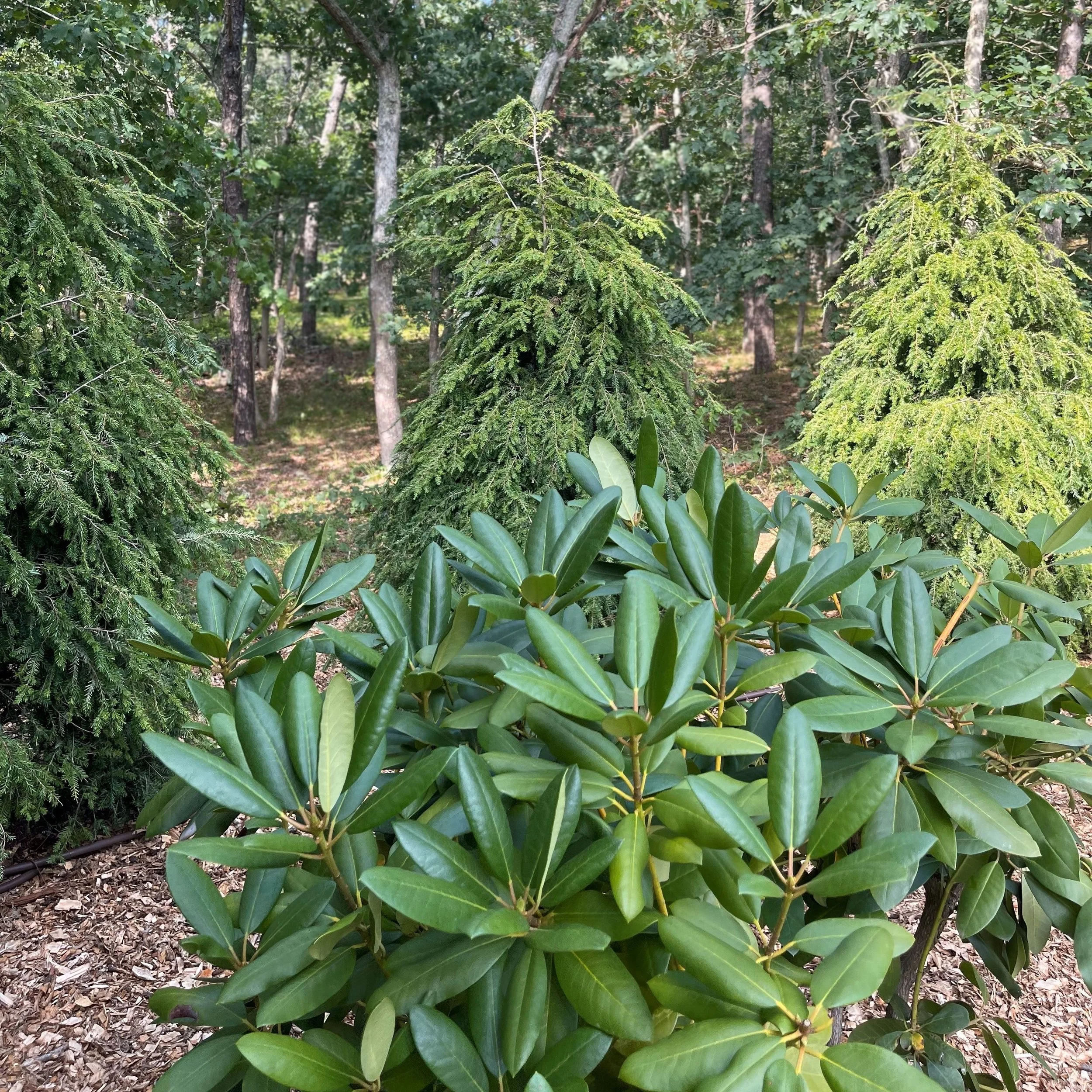 Urban Privacy Plantings