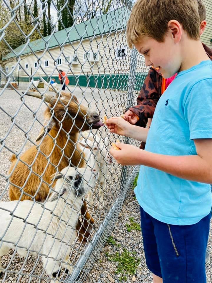 AKP Petting zoo.jpeg