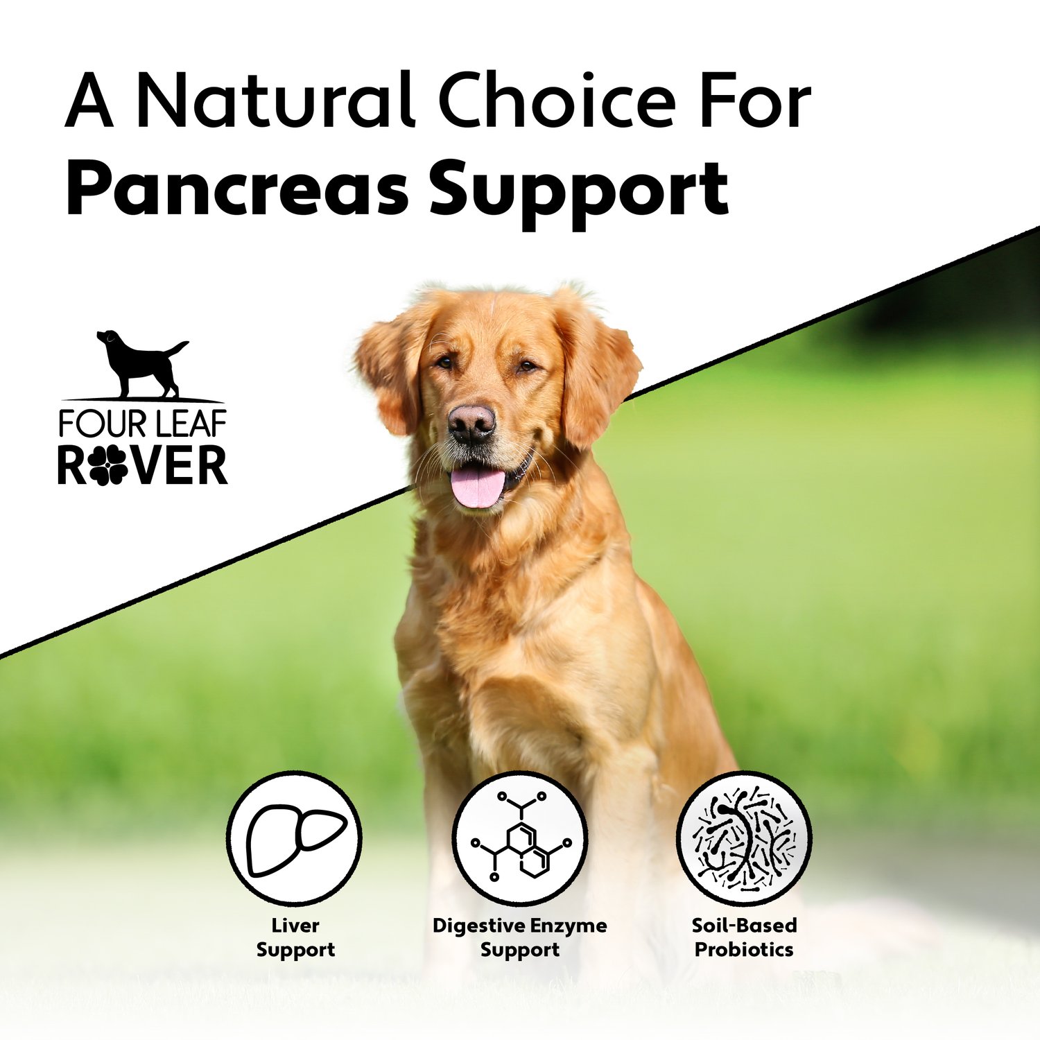 Can Pancreatitis Kill Your Dog