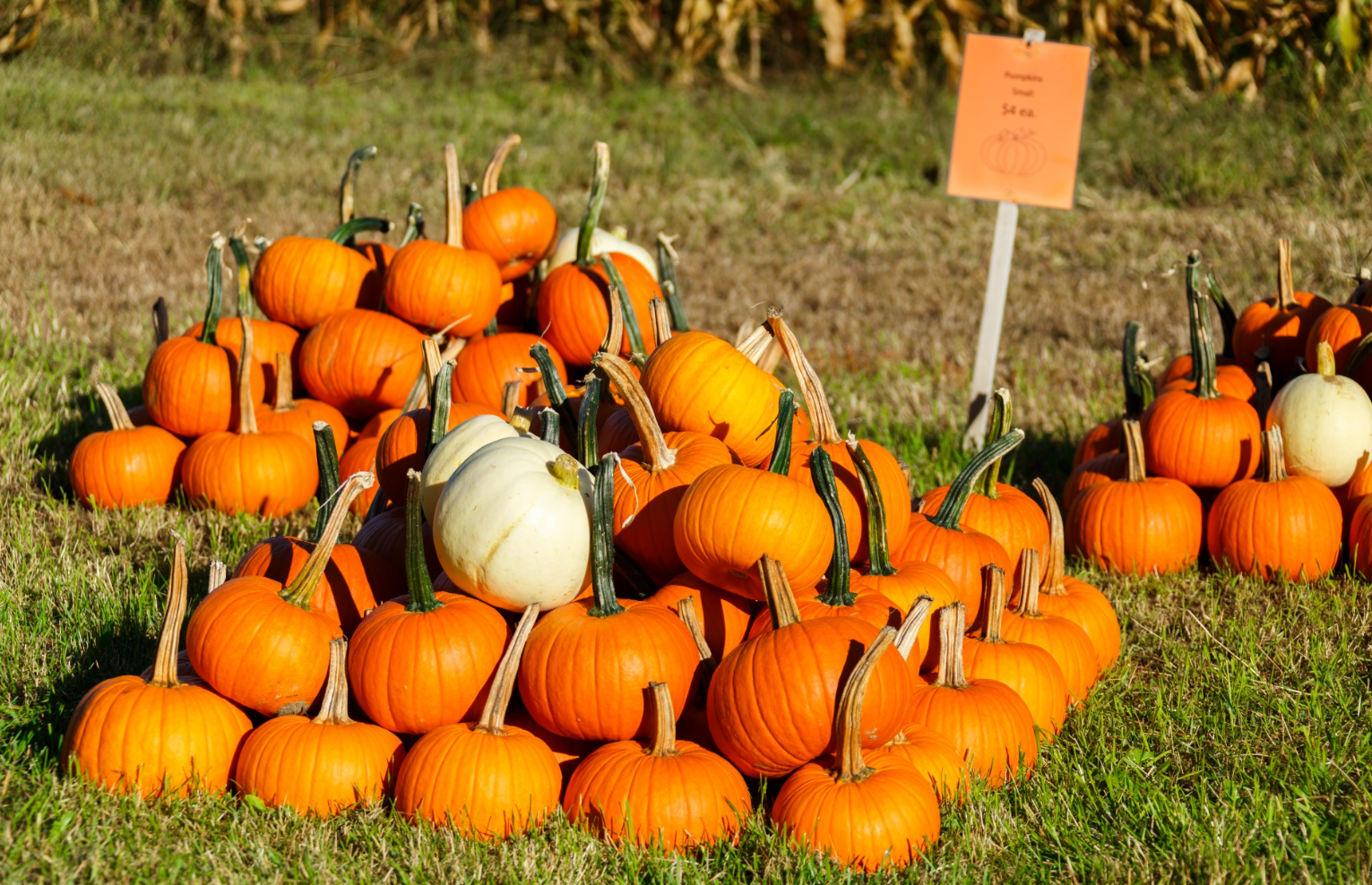 Maternelles Learning Journey (Pumpkin Patch)