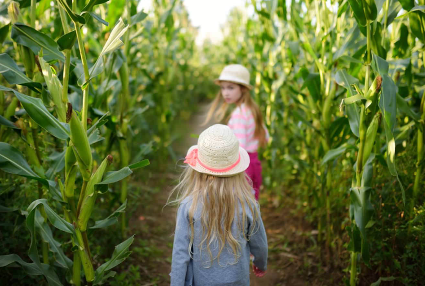 Elementaire & Gr. Elementaire Learning Journey (WA State Maze)