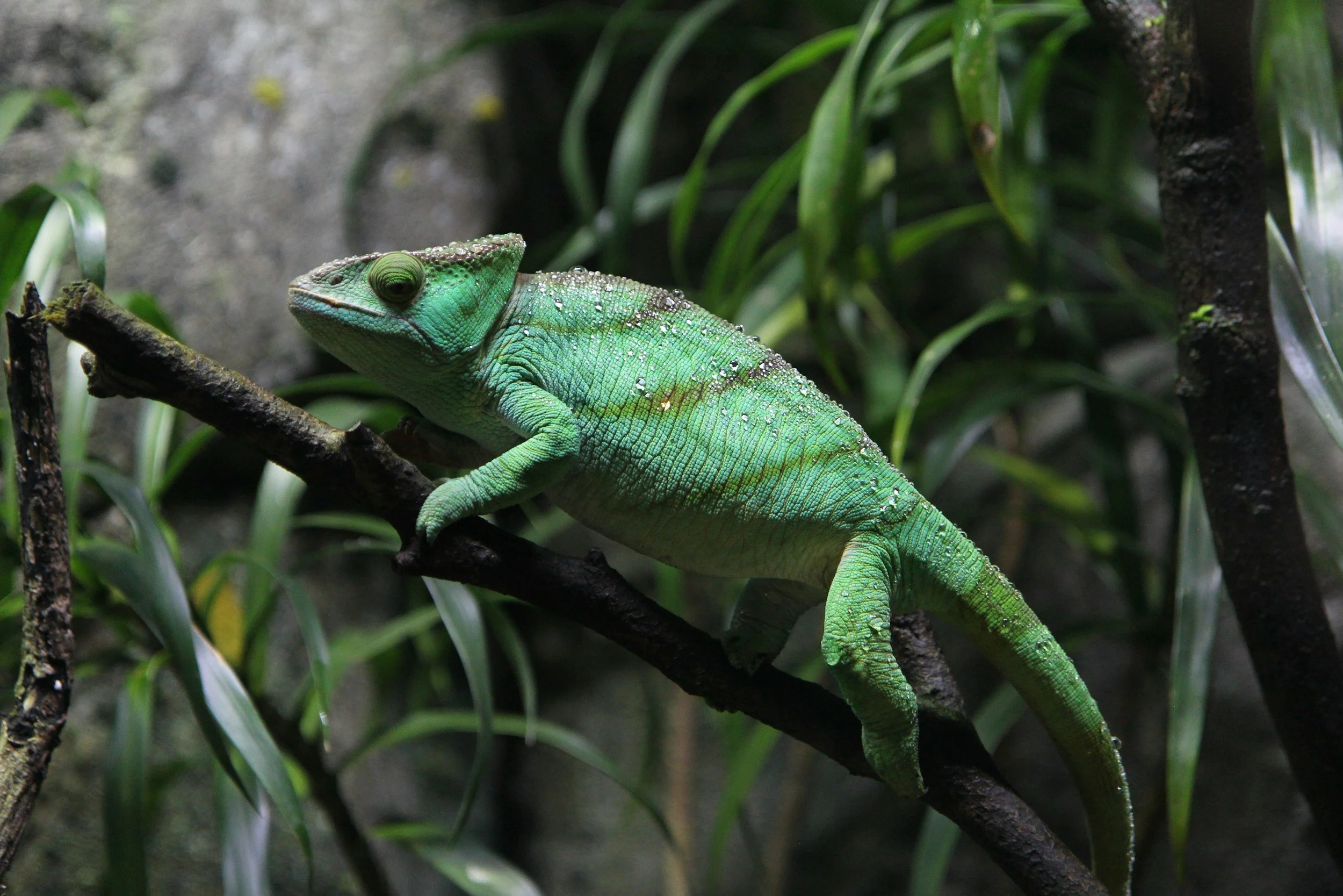 Learning Journey: Reptile World