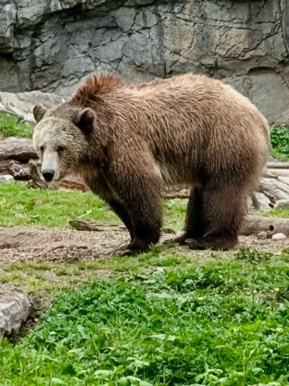 Today we went on our monthly learning journey, this time to the Woodland Park Zoo.

We had such a great time observing the animals, noticing how they interact, and exploring different habitats. Experiencing things is the one of the best way of learni