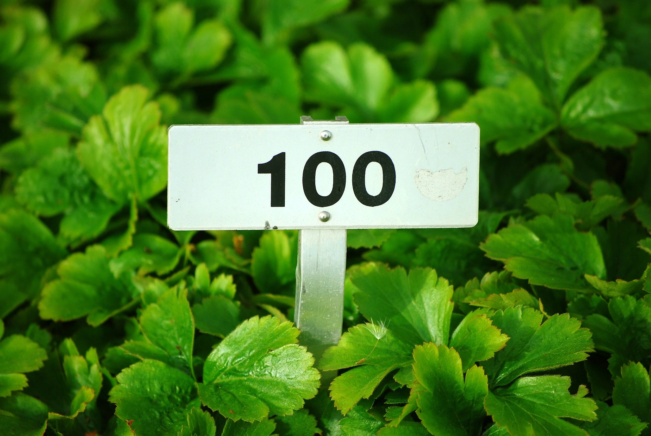 100th Day of School Celebration (students only)
