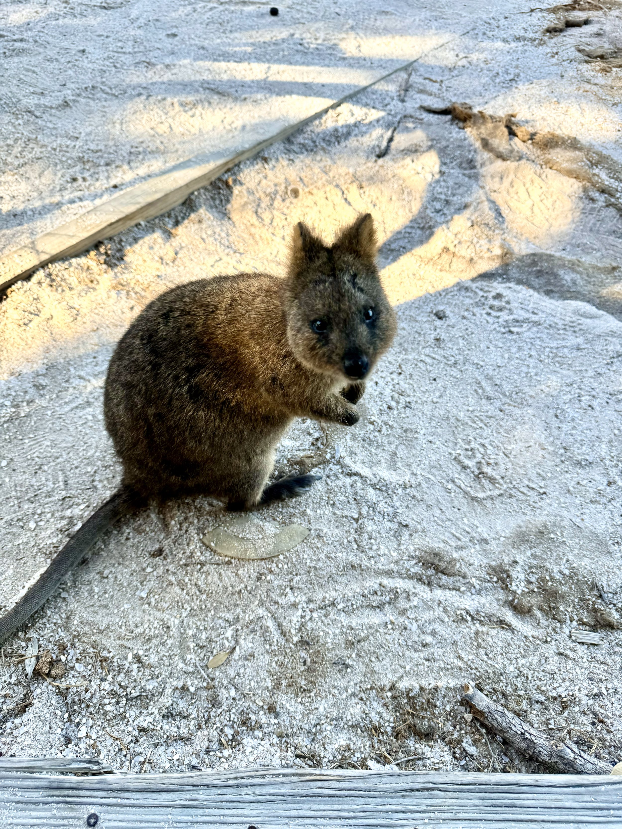 rotto quokka selfie.jpg