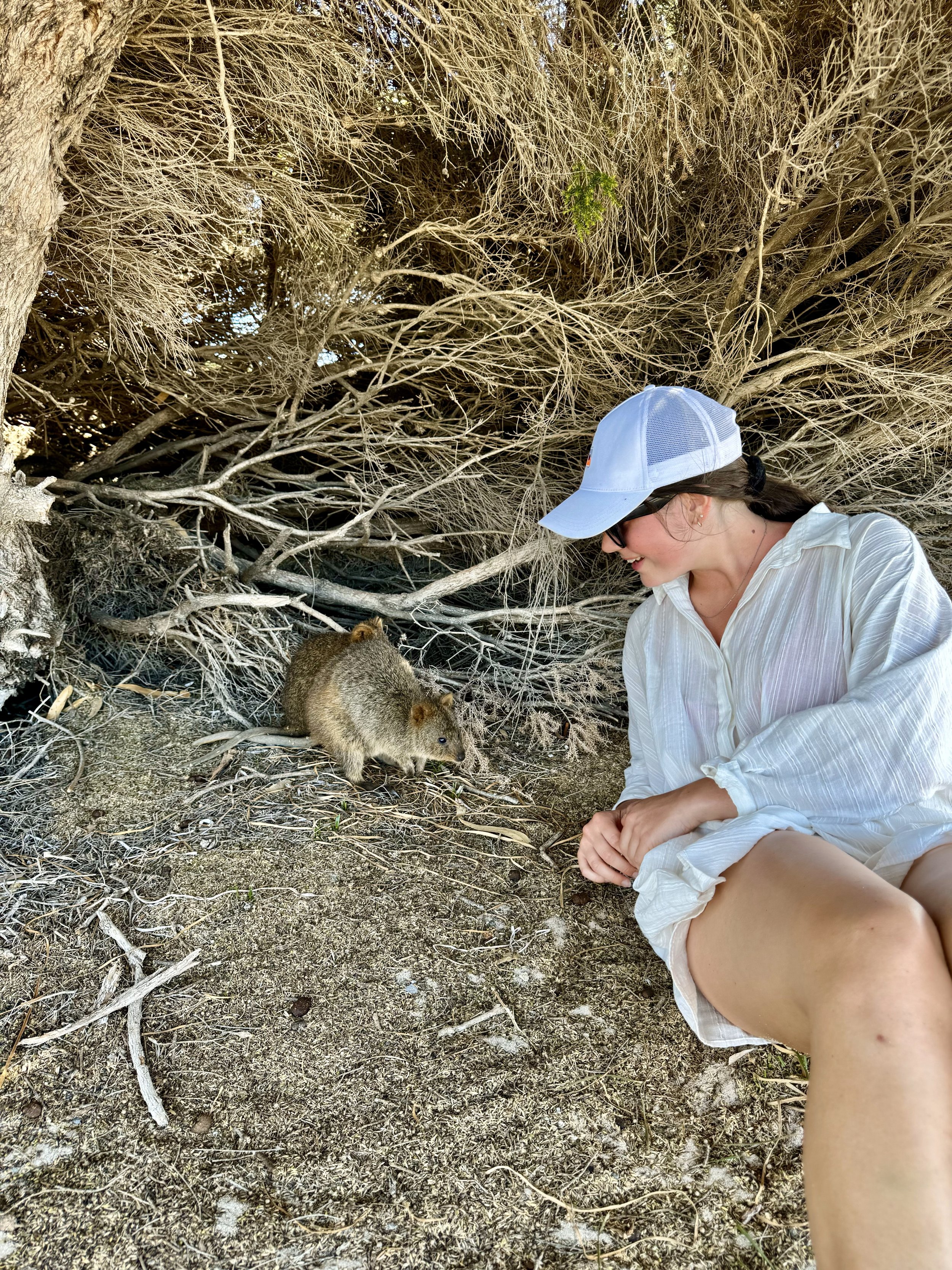 rotto quokka.jpg