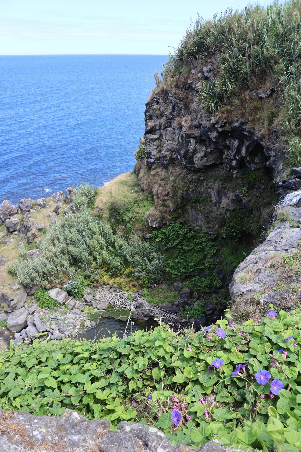 greenery.JPG