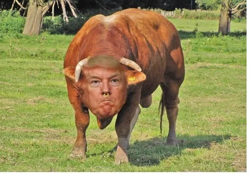 Oh Don, You're a Bull in a China Shop