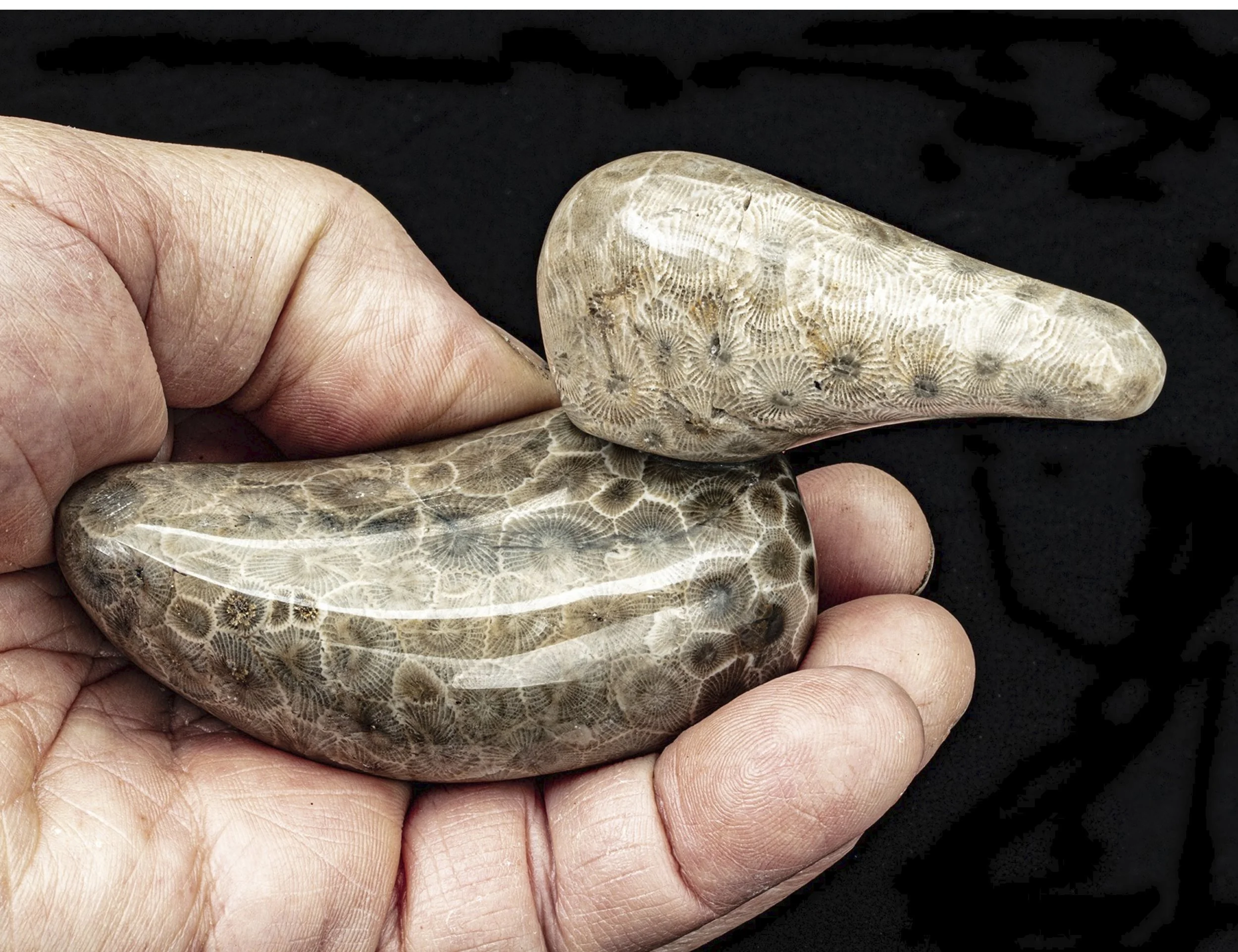 A Bird in the Hand..  Do you know what it's worth? One of my pandemic projects was purchasing a CabKing stone polishing machine,  and leaning how to polish and shape my Petoskey stones
