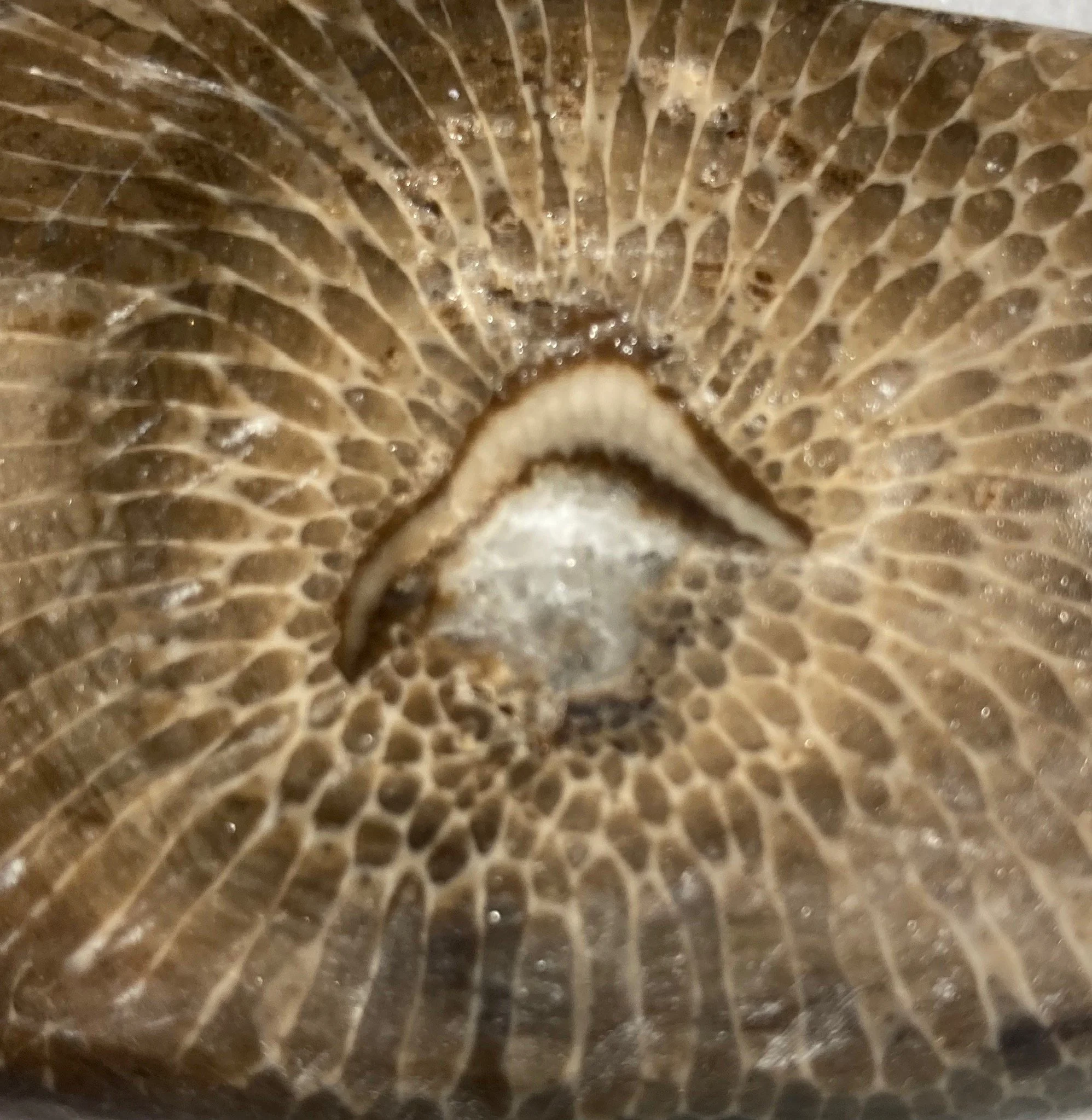 My Favorite Favosite or Charlevoix stone,  with a quartz inclusion.   We named this stone "The Eye of God"