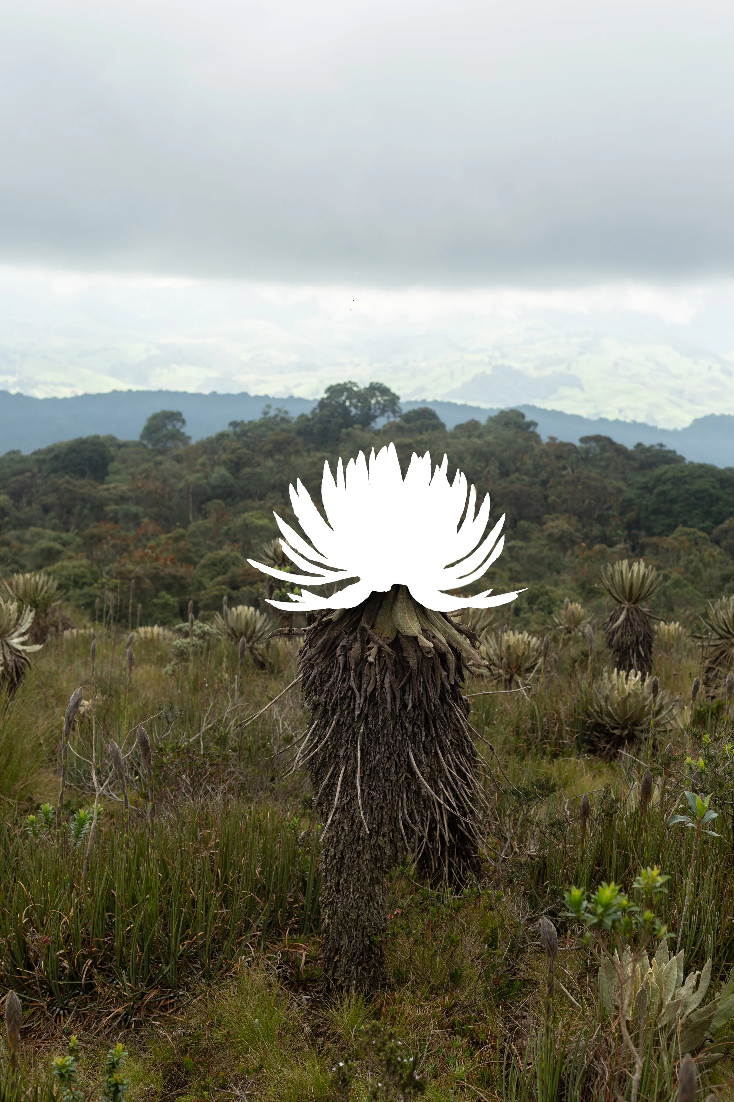 TATIANA ARISTIZÁBAL 