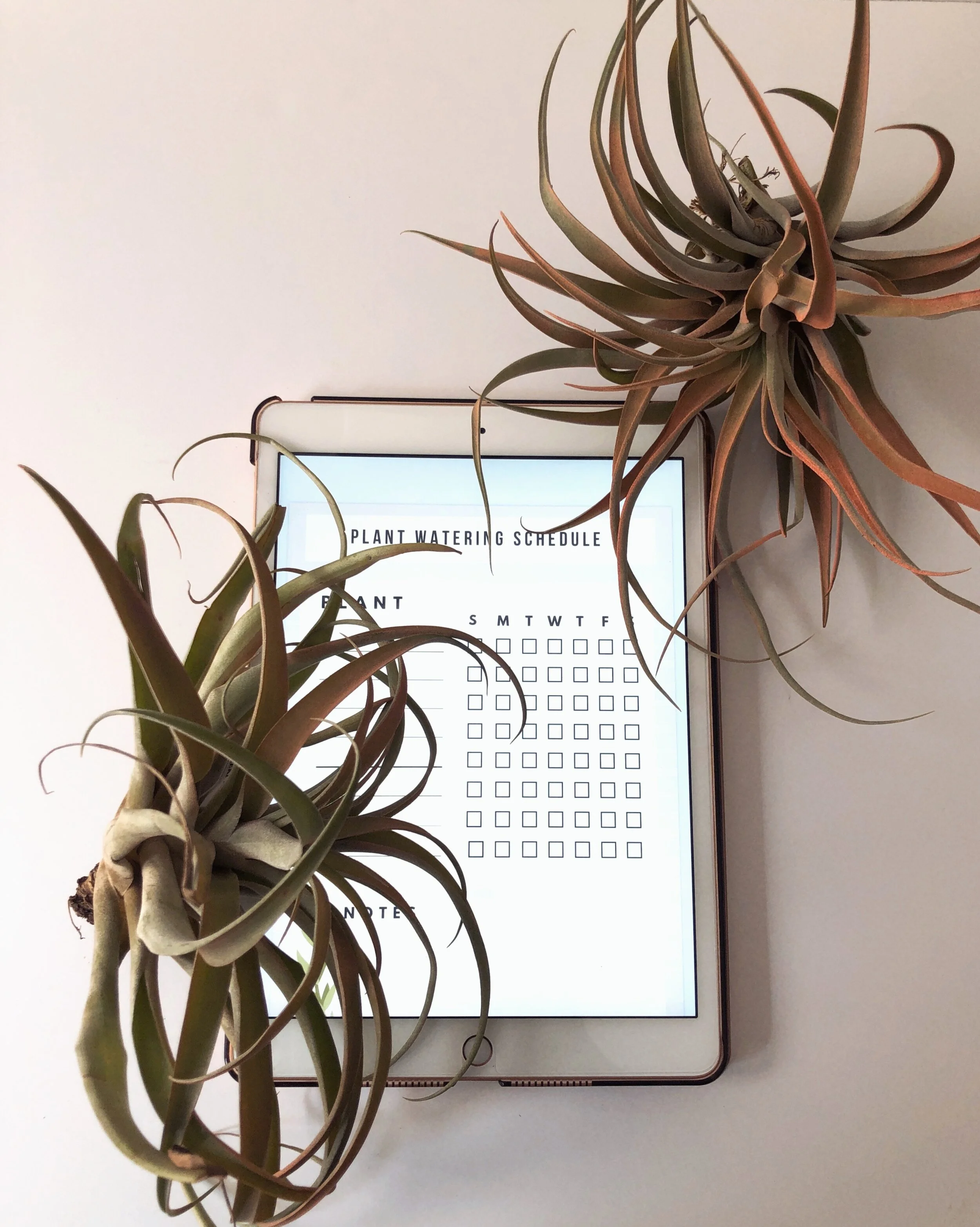 Weekly Watering Schedule