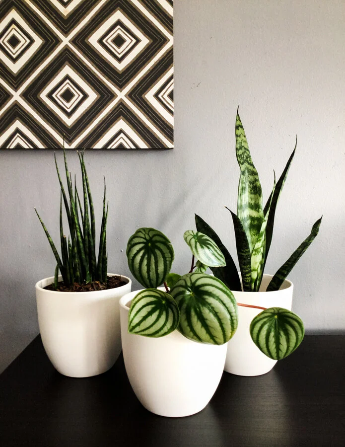 lily indoor plant Peace Lily Plant| Livermore Florist