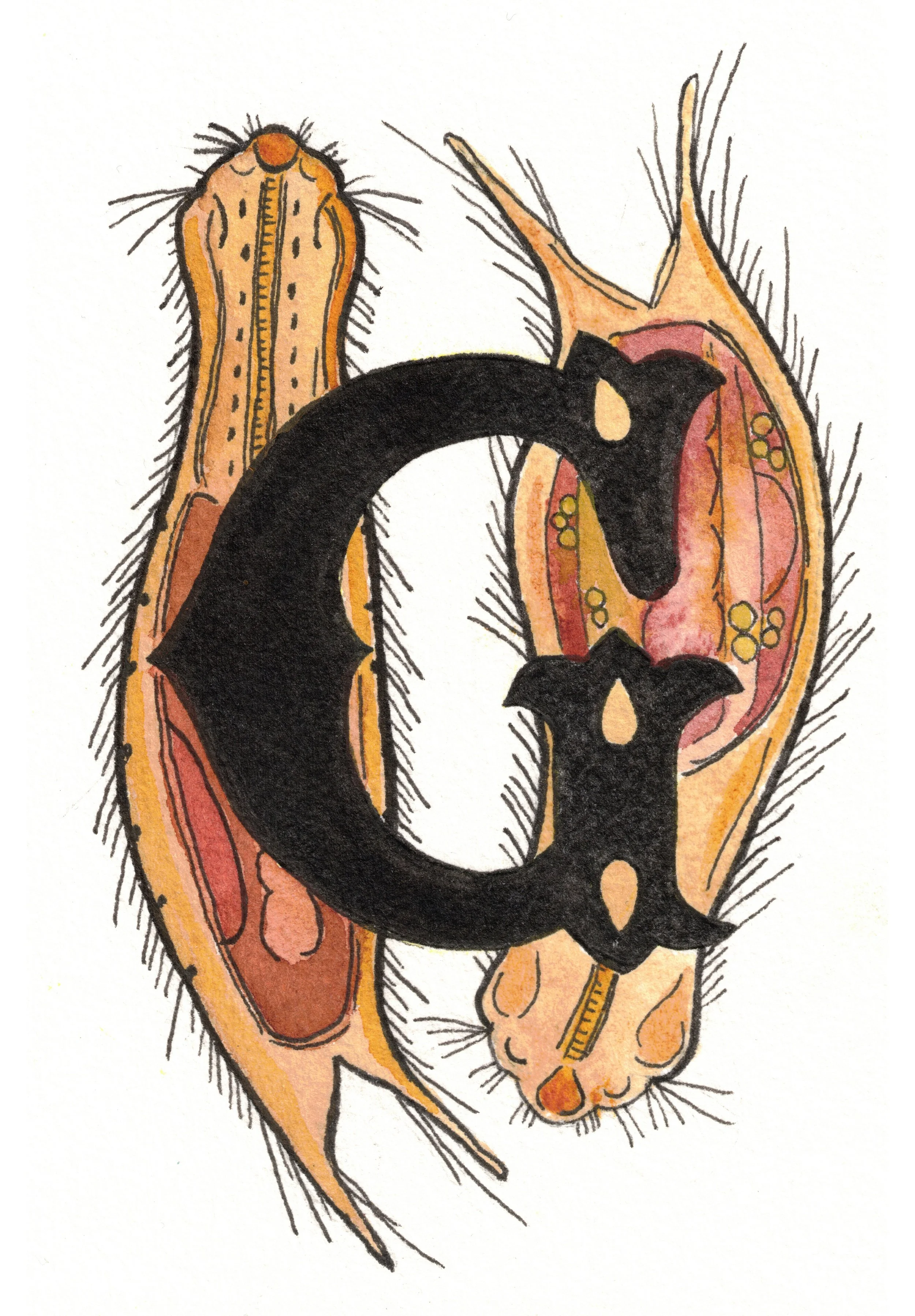 G is for Gastrotrich