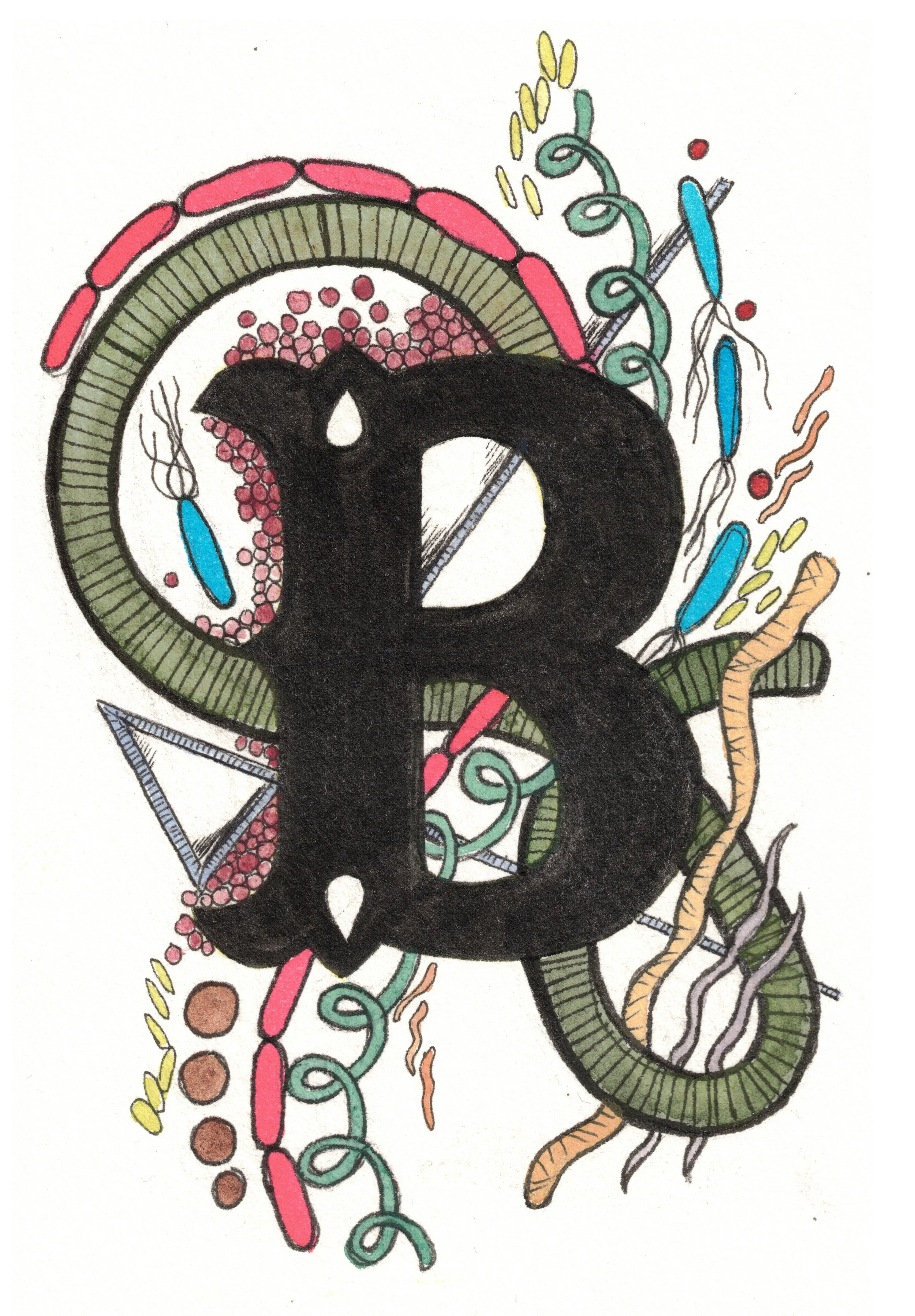 B is for Bacteria