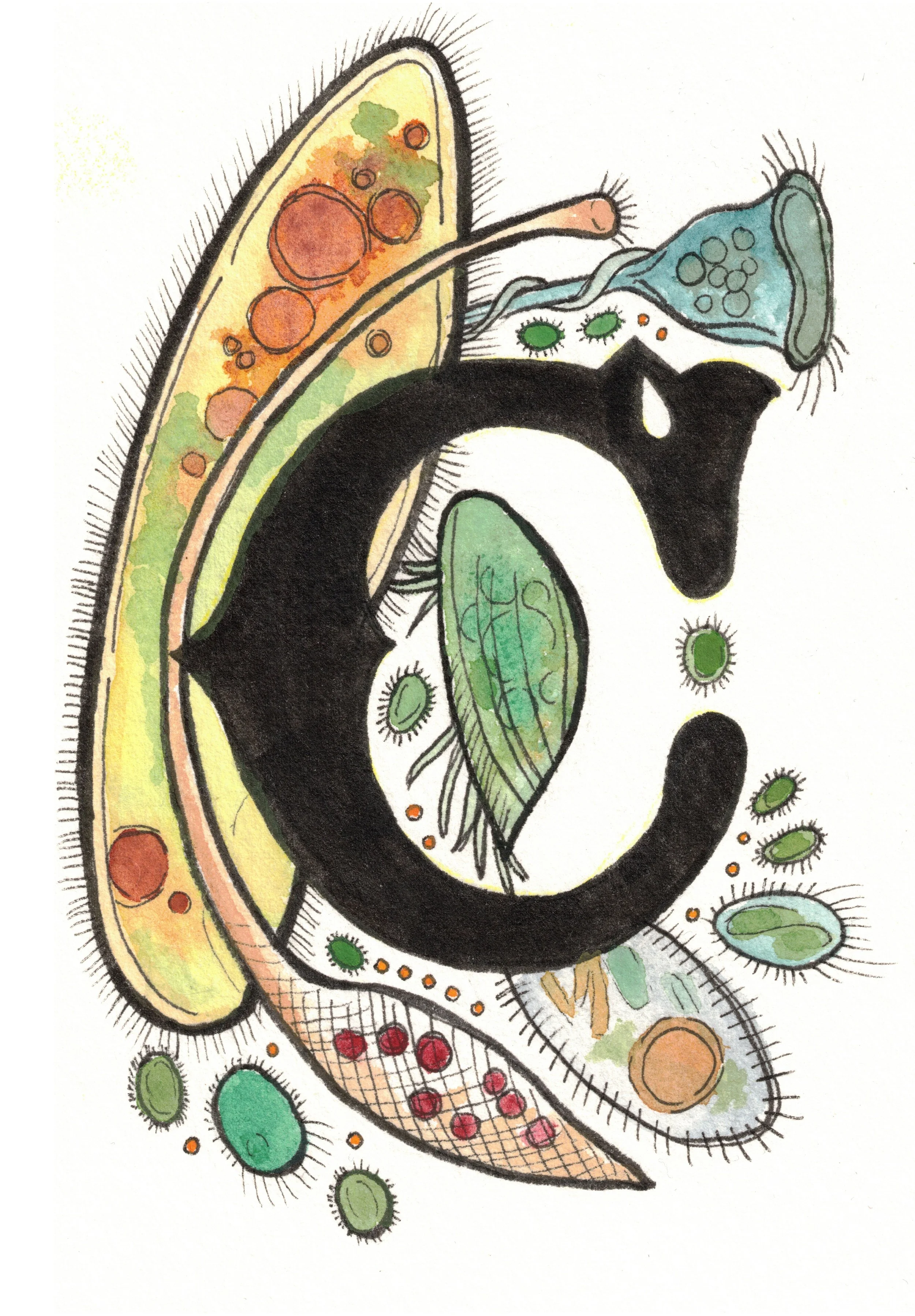 C is for Ciliate