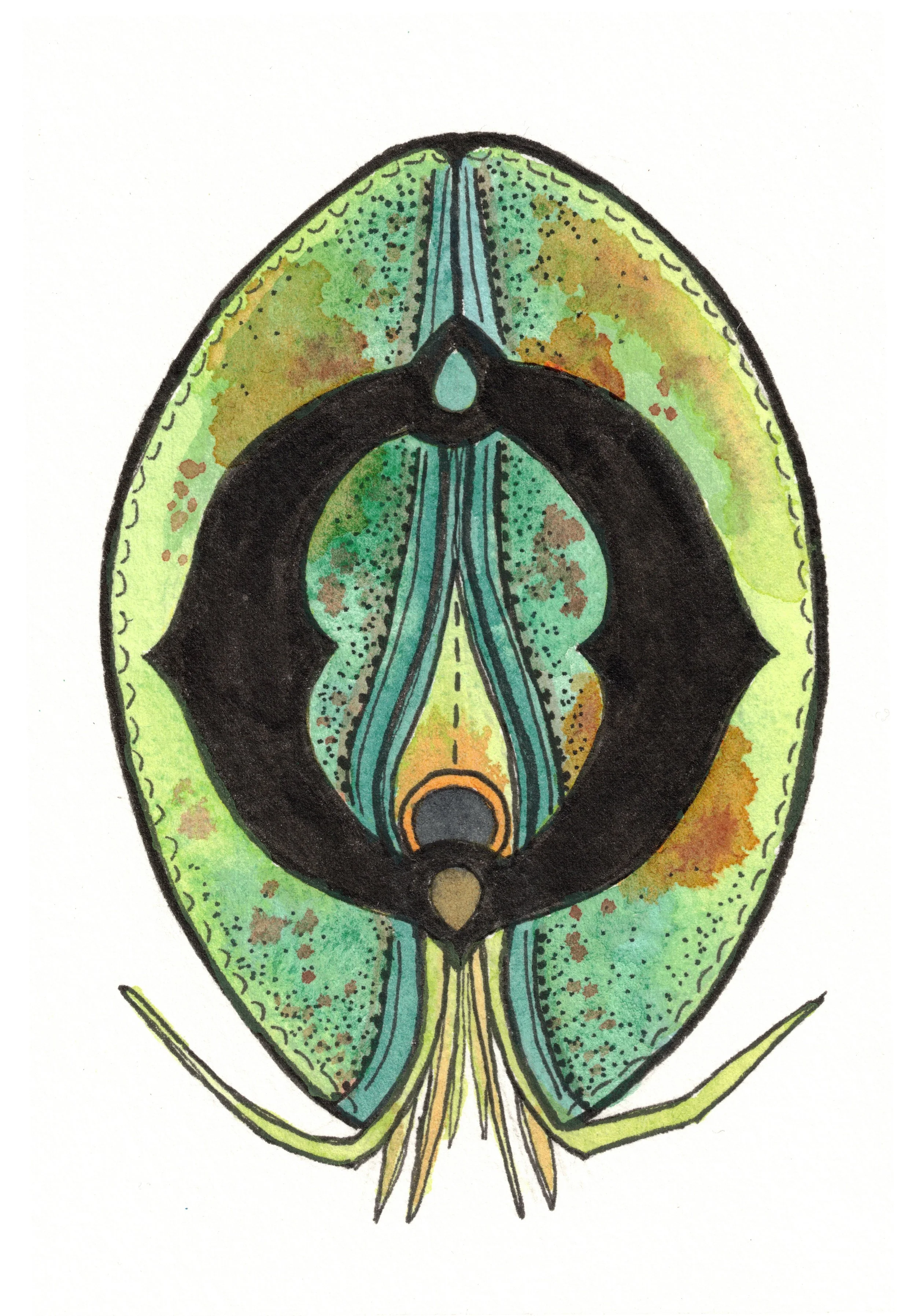 O is for Ostracod