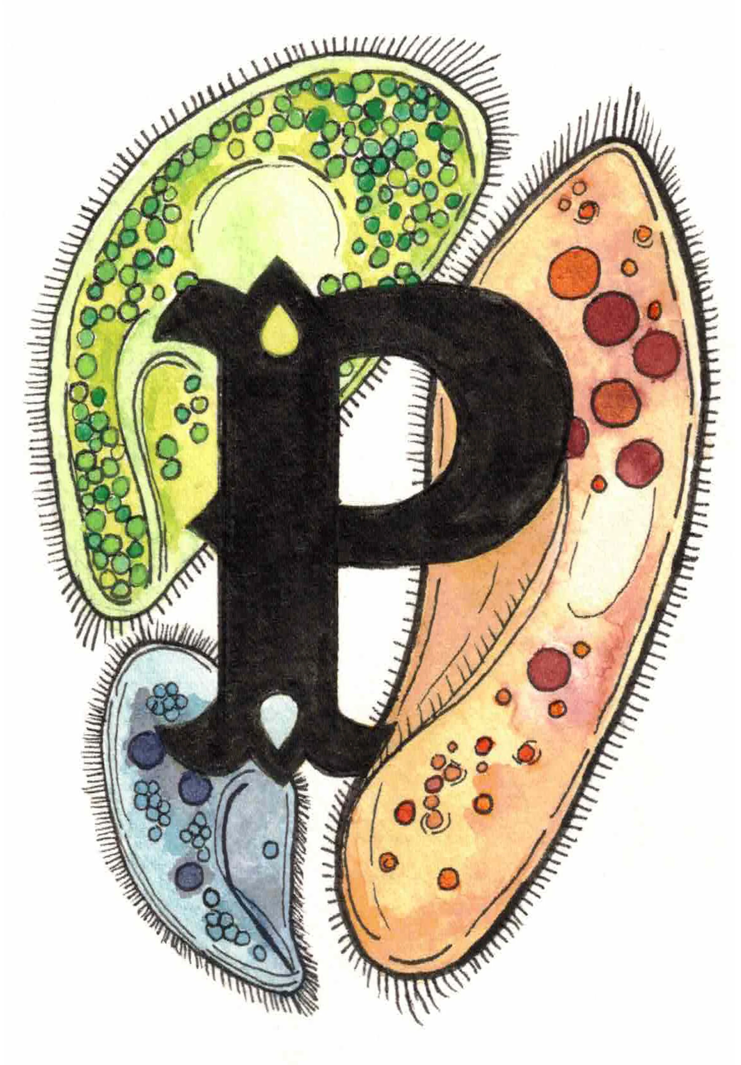 P is for Paramecium