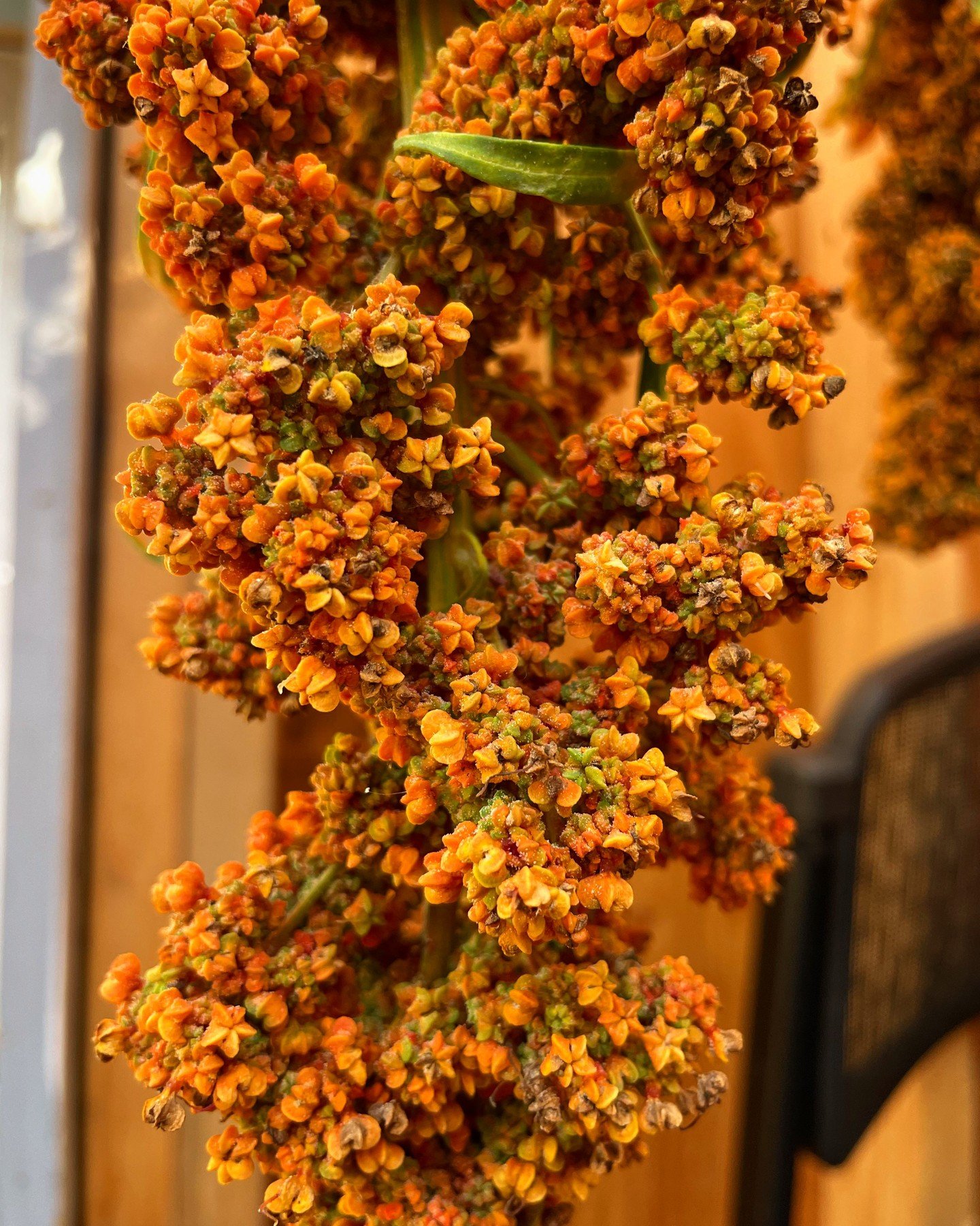 Did you know this is what quinoa looks like before it lands steaming in your $16 protein bowl? 

Quinoa is the ancient mother grain of the indigenous Andean cultures including the Aymara and Quechua peoples. They cultivated quinoa together with the t