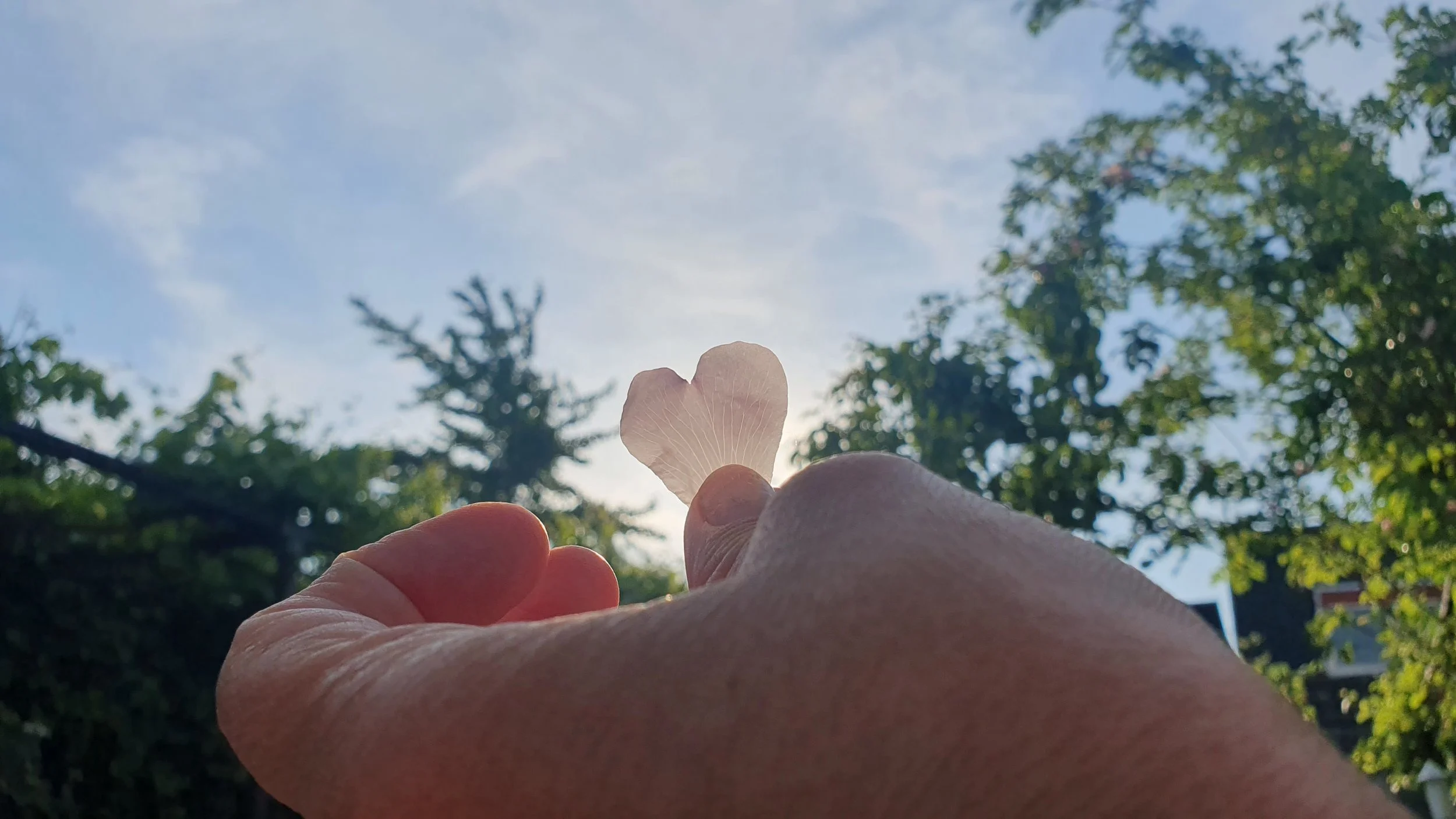 A person's hand holding a heart-shaped flower petal against the sky with trees in the background.
