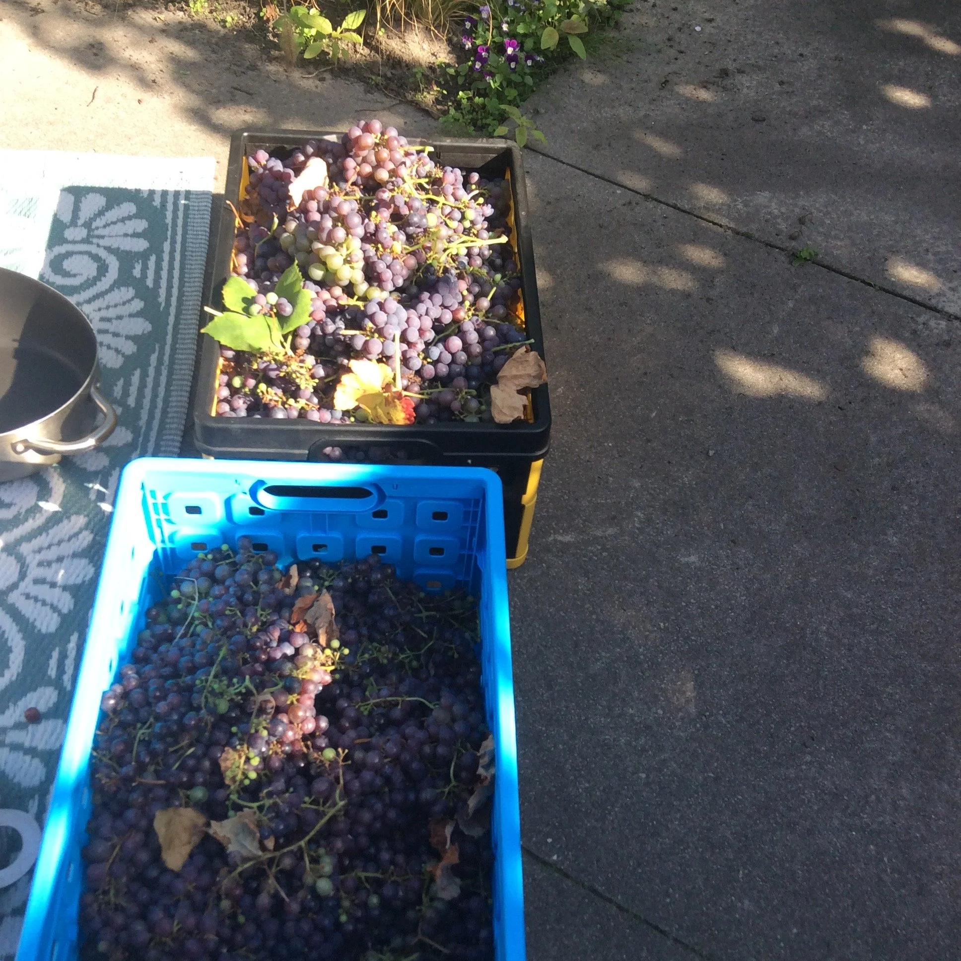 Two crates filled with freshly harvested purple grapes on a concrete surface.
