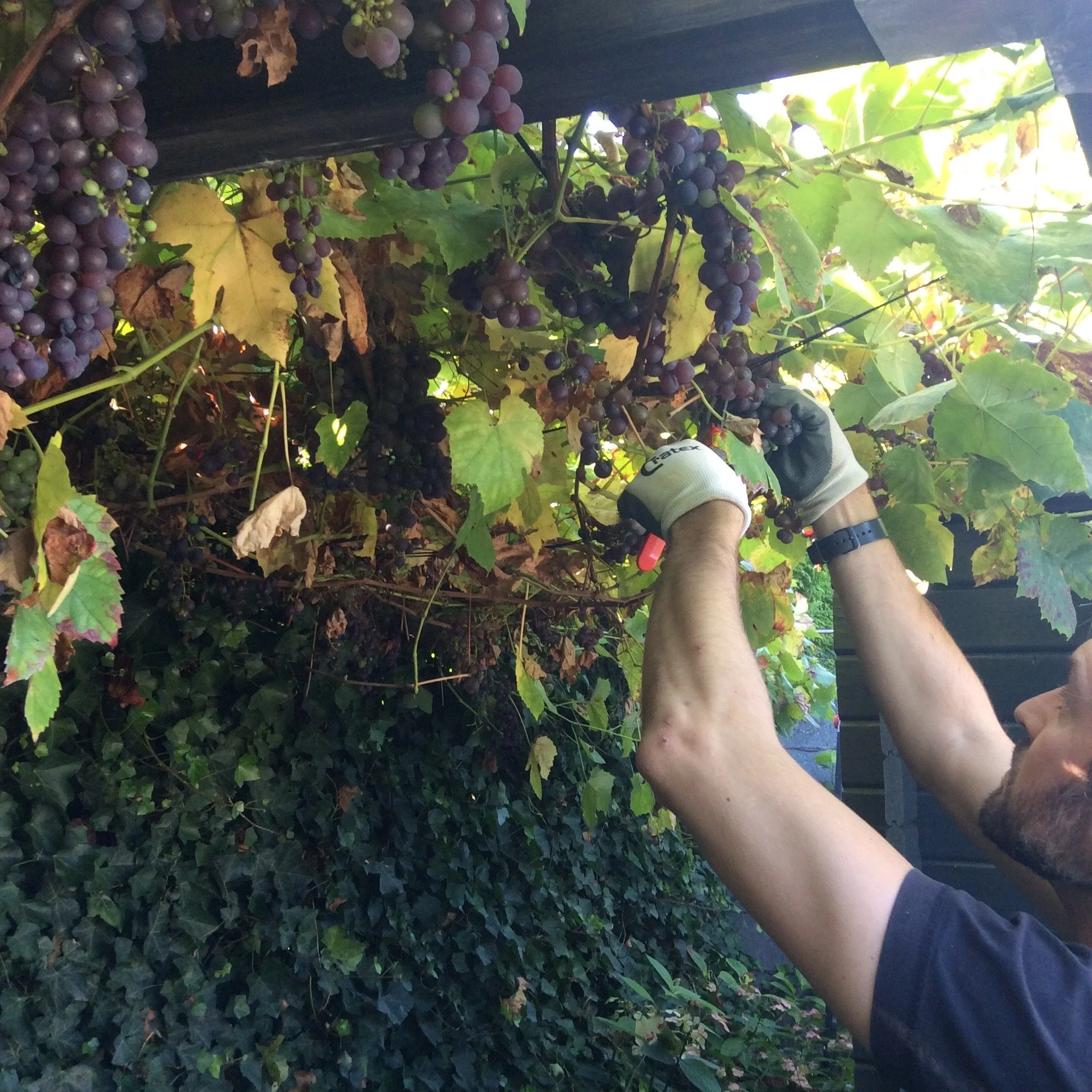 Person harvesting grapes from a vine with green leaves, wearing gloves and using a tool, underneath a wooden structure.