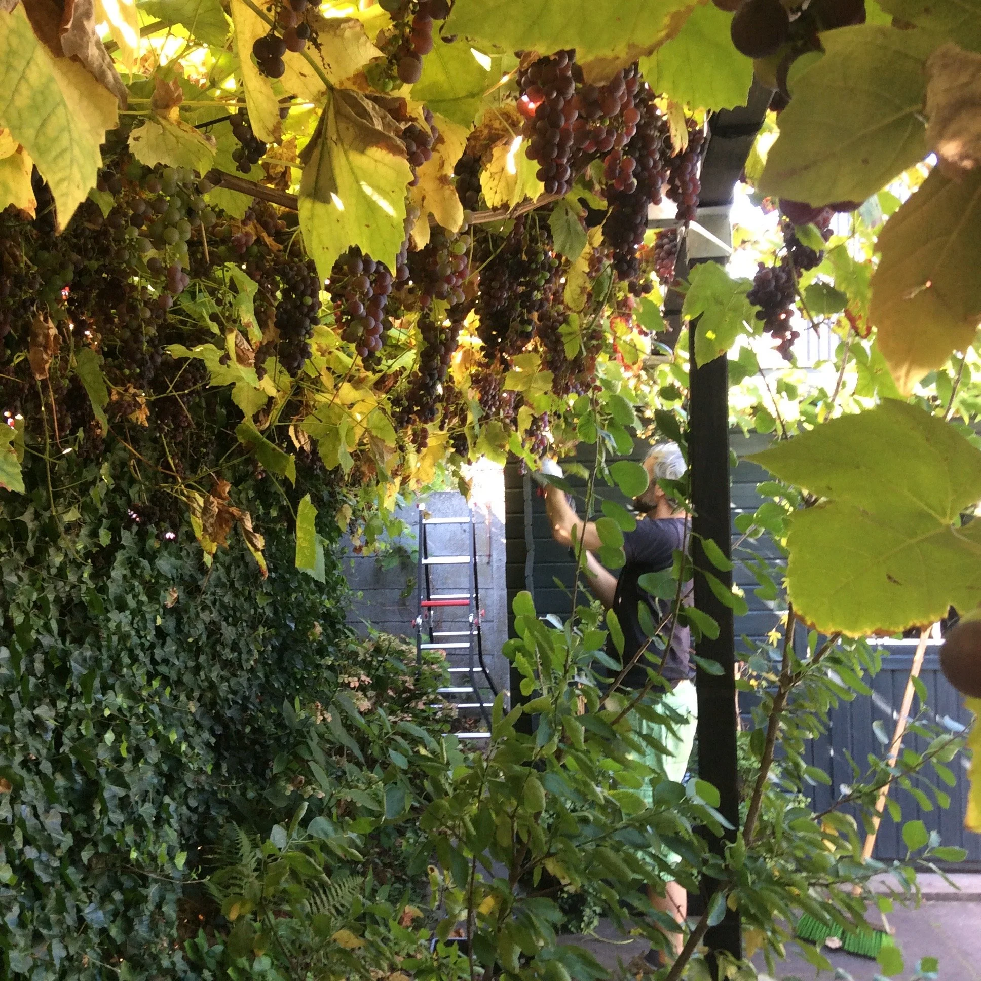 Grape vines with ripe grapes hanging from a pergola, with a person pruning or tending to the plants in the background.