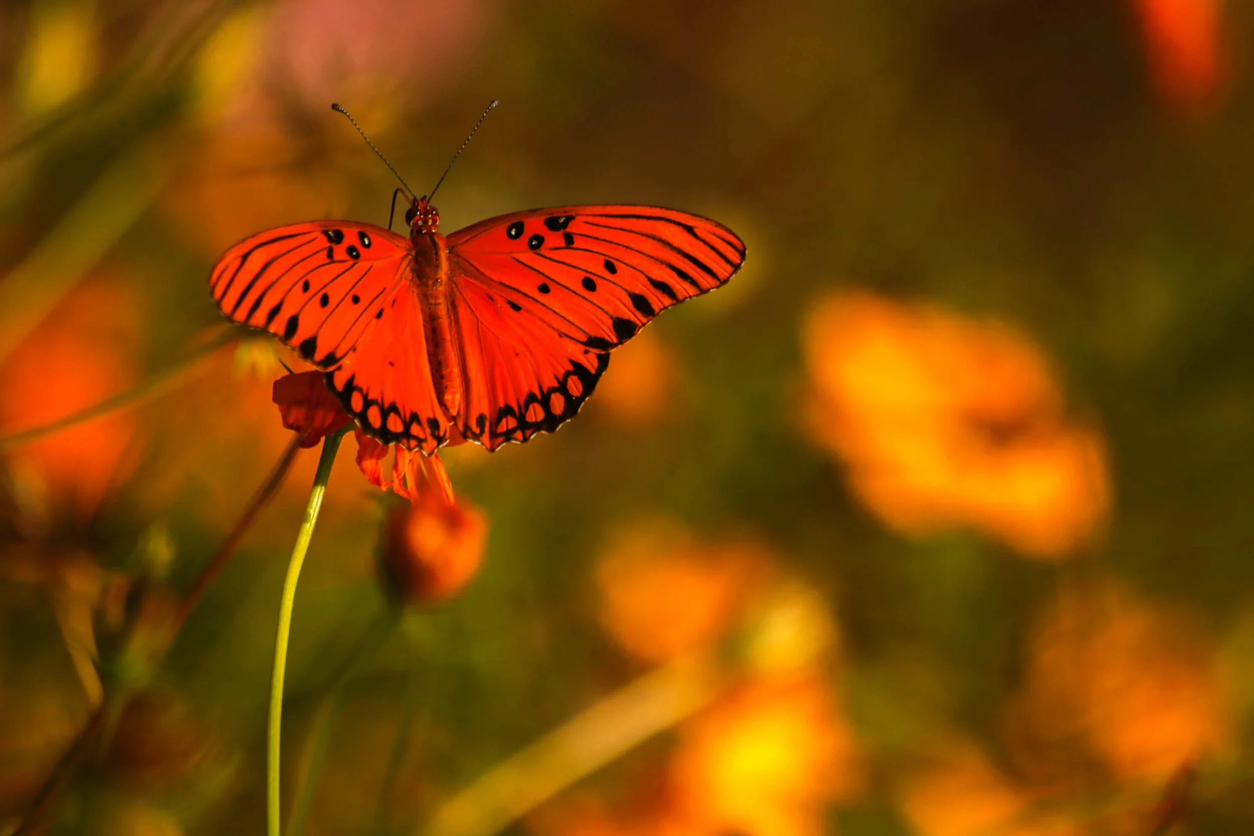 butterfly_lam_red_g.jpg