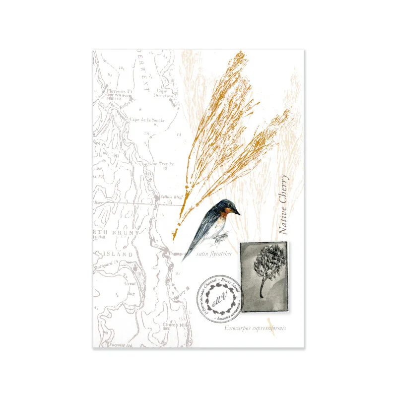 Naturalist Notebooks — Native Cherry