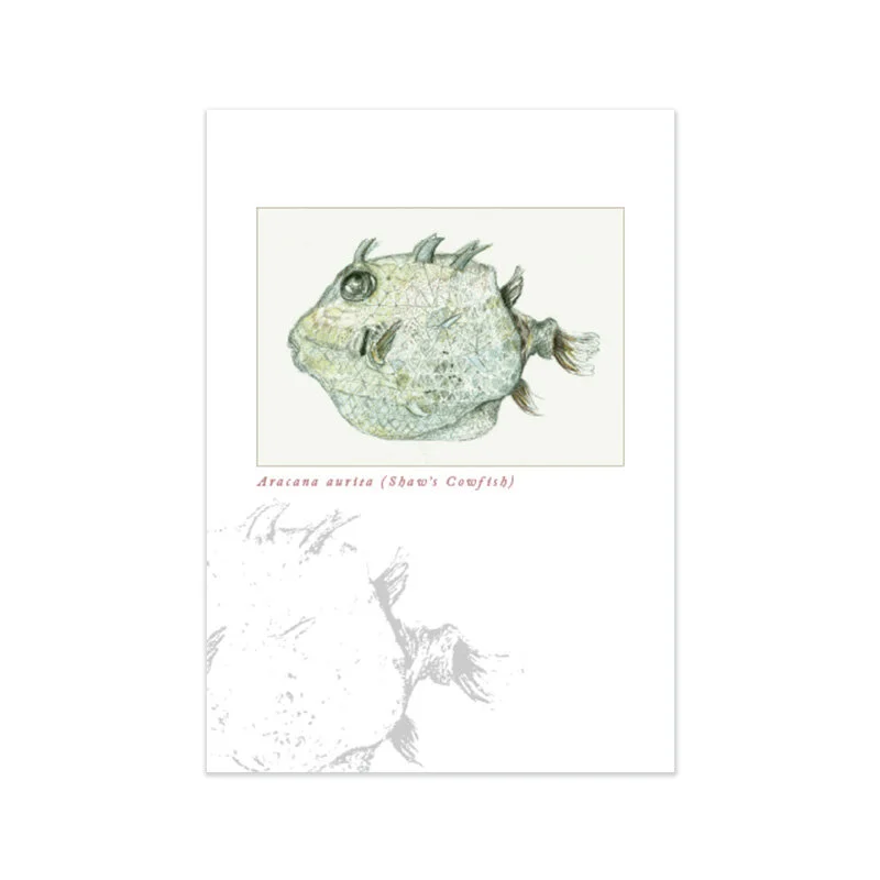 Aracana aurita (Shaw's Cowfish)