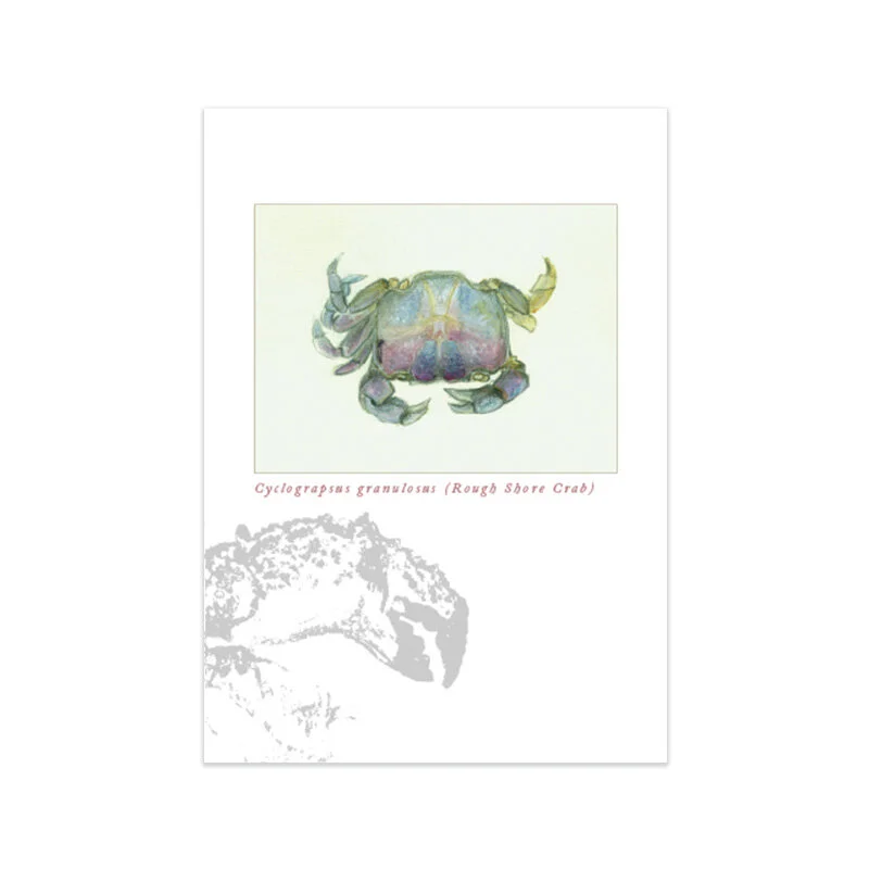 Cyclograpsus granulosus (Rough Shore Crab)