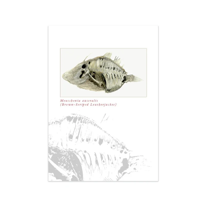 Meuschenia australis (Brown Striped Leatherjacket)