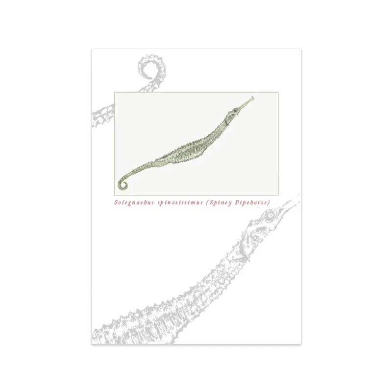 Solegnathus spinosissimus (Spiney Pipehorse)