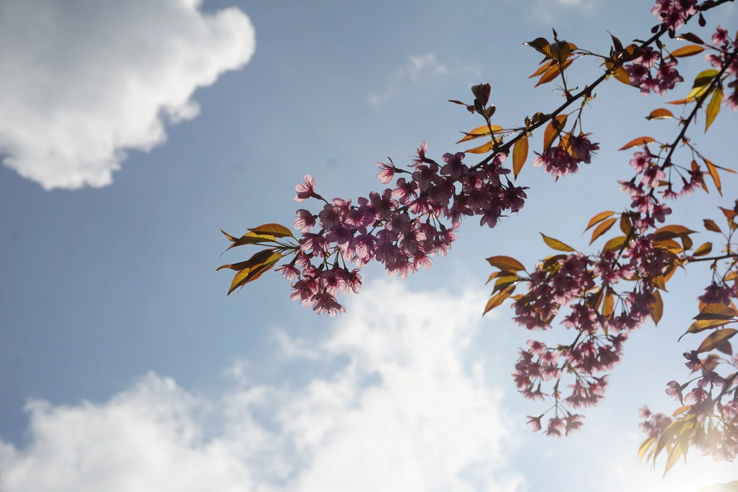 Miriam