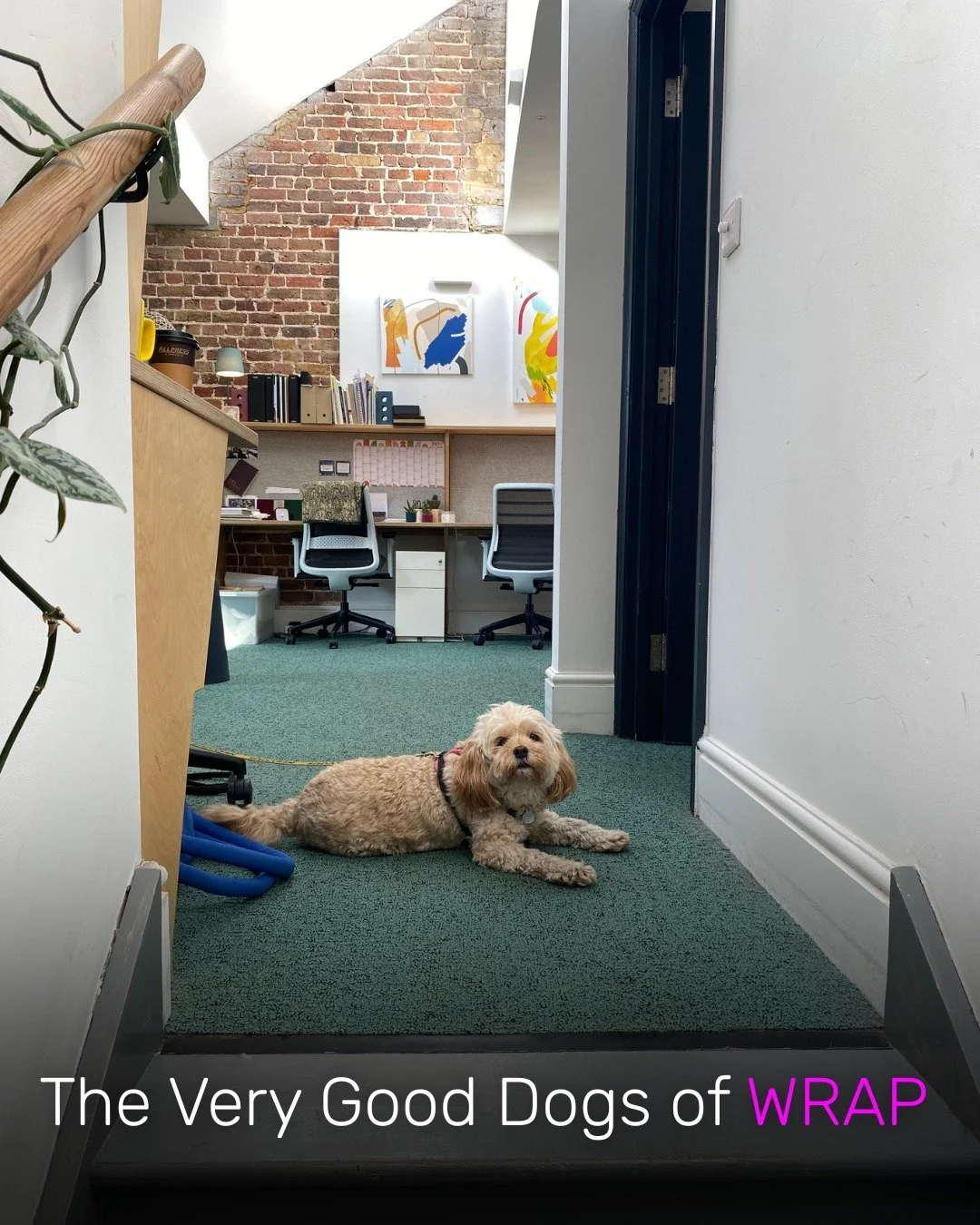 Happy International Dog Day to some of our favourite WRAP members! 🐾

One of the best things about being a dog-friendly workspace? There&rsquo;s almost always a furry face around to brighten up the working day.

So, in honour of International Dog Da