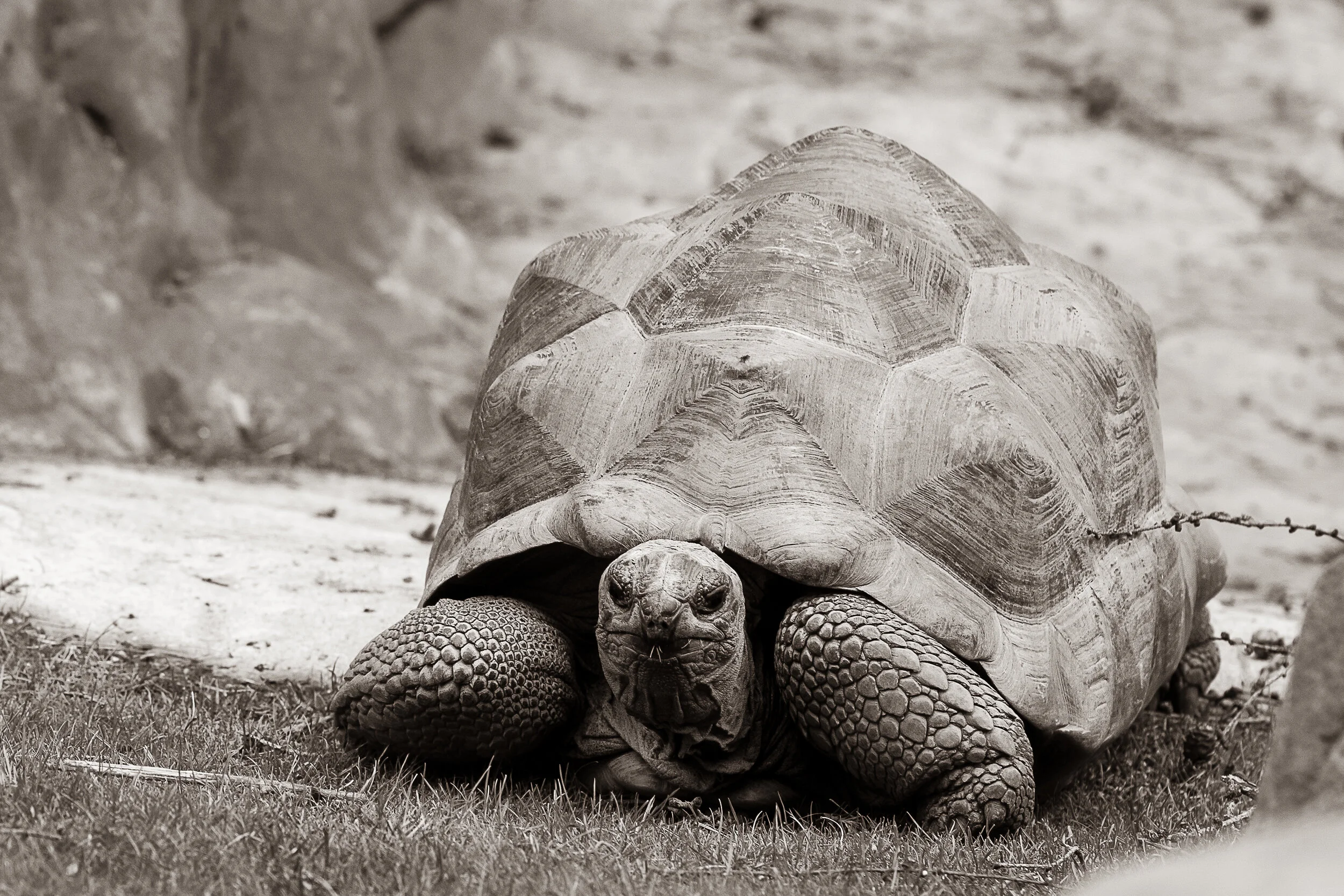 tortoise_LondonZoo-2.jpg