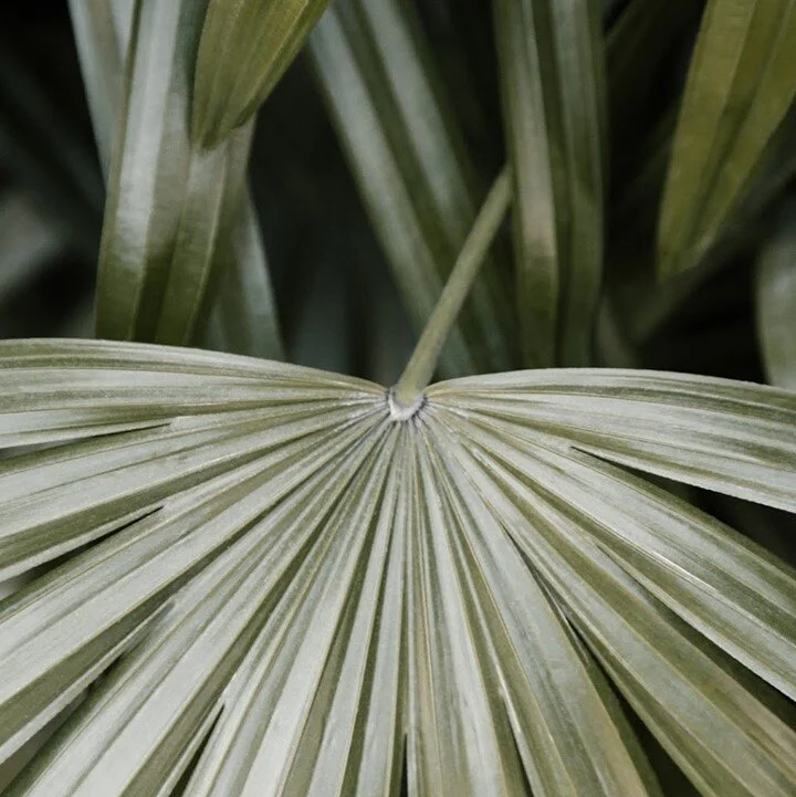 These tones are enough to make anyone book a trip to the tropics. Art Direction for an upcoming boutique nursery🍂⁠
⁠
⁠
...⁠
⁠
⁠
#branding #graphicdesign #design #logo #brand  #creative #designer #logodesign #entrepreneur #logodesigner #brandidentity