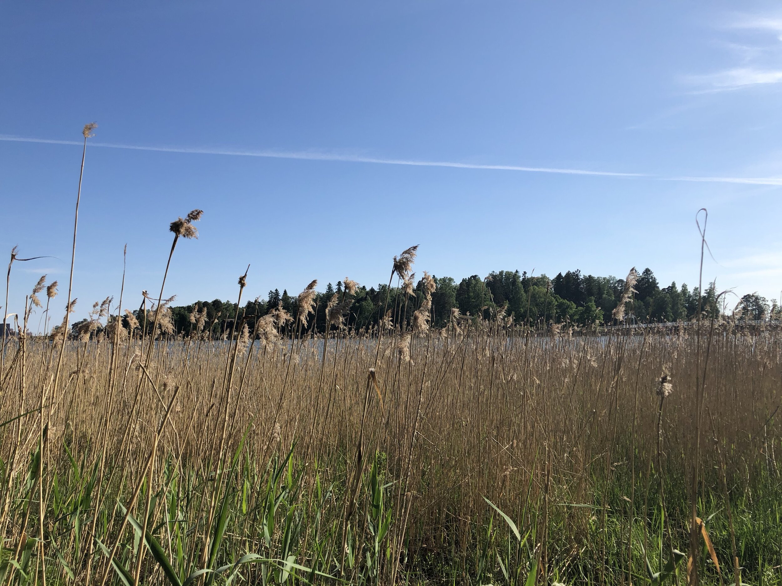 IMG_8940.jpeg
