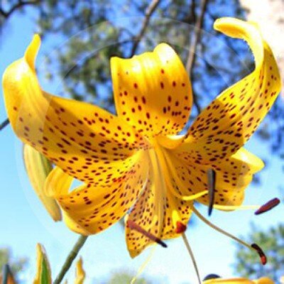 eroma_fragrance_citronella_400.jpg