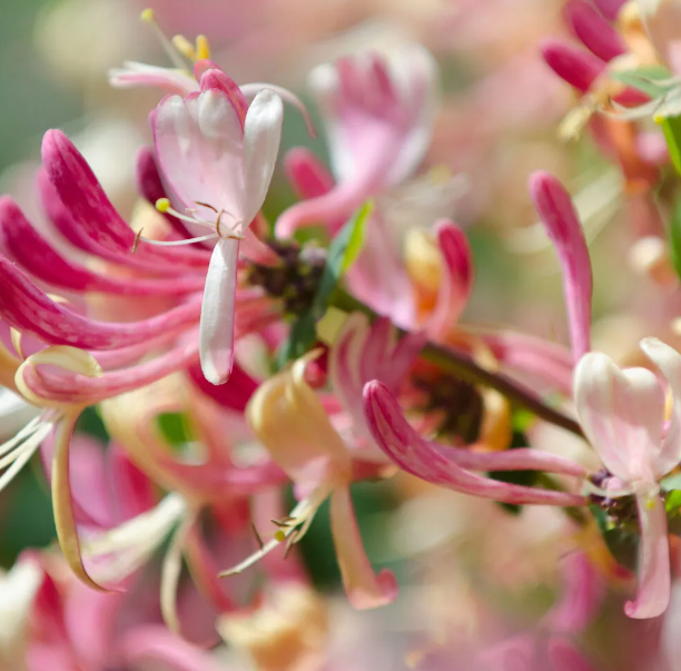 Japanese Honeysuckle Reed Diffuser