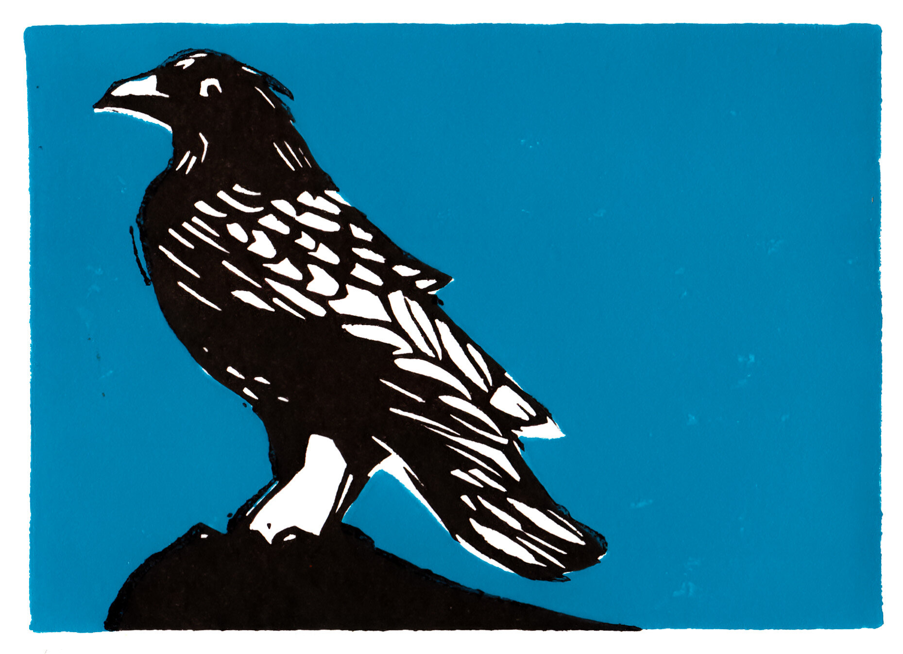 Crow blue