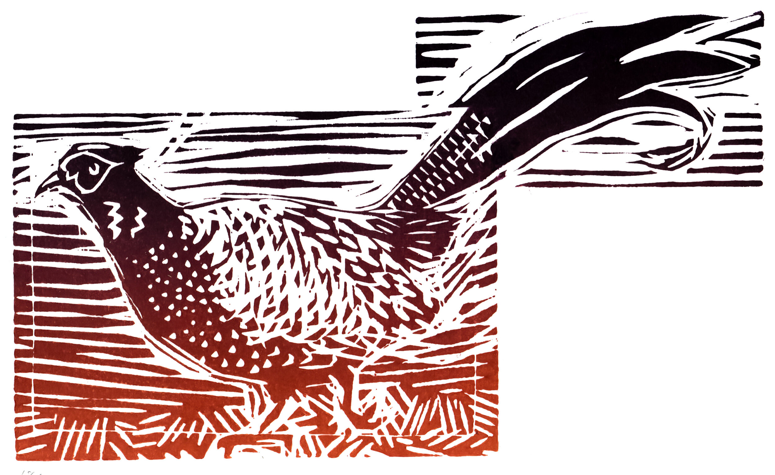 Pheasant
